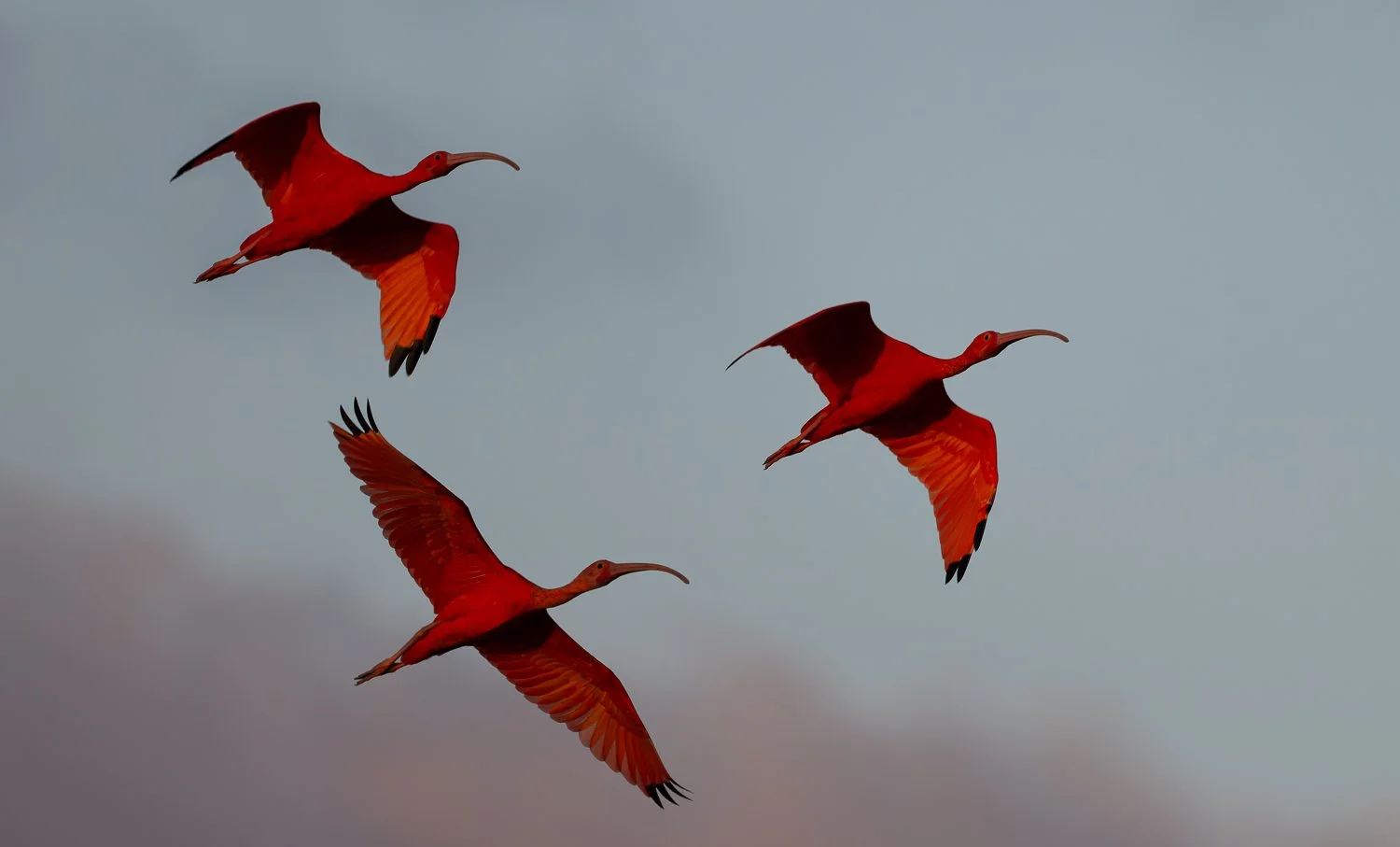 Scarlet Ibises //
Nikon Z8 & 600PF //
600mm ƒ/6.3 1/1250
