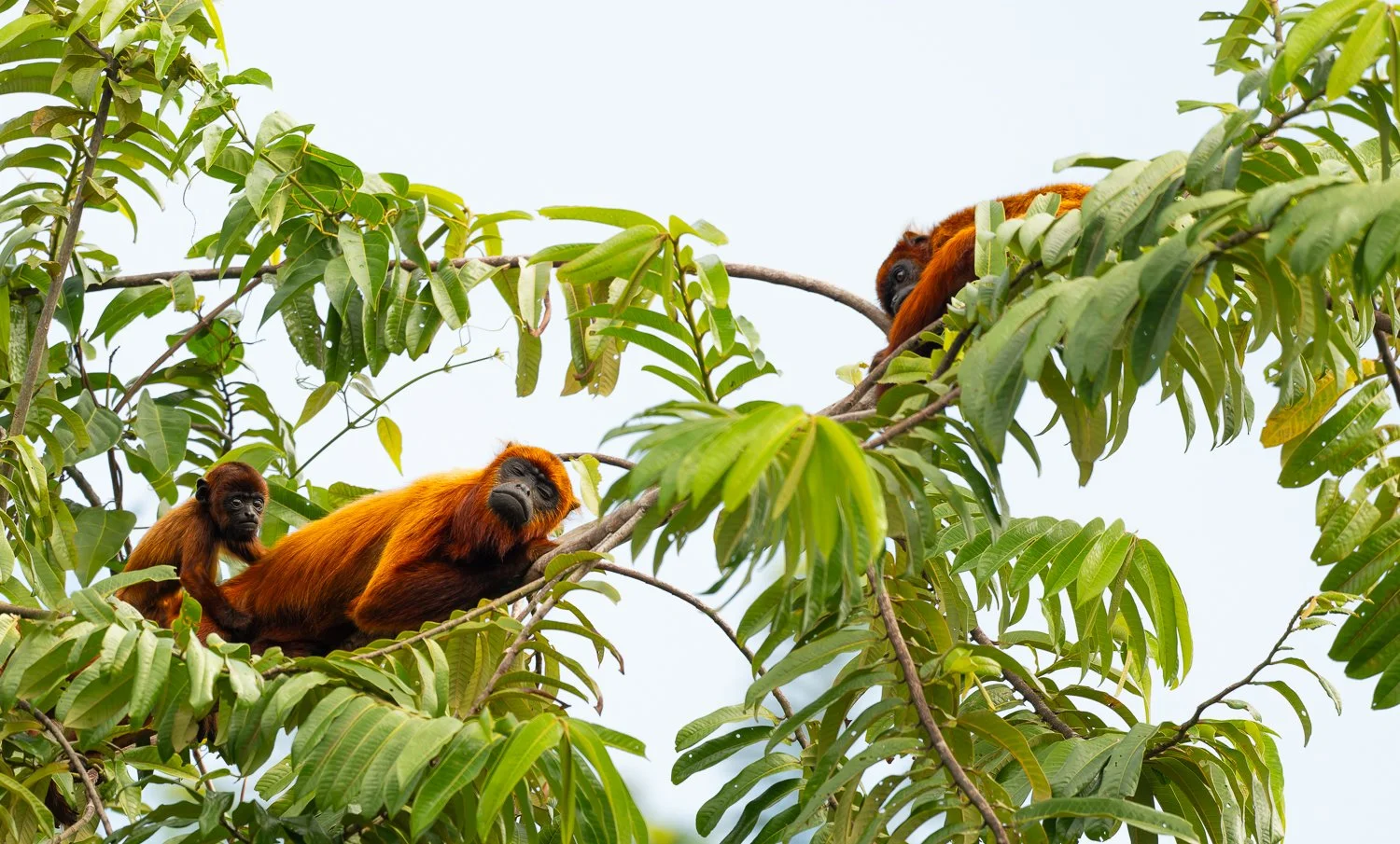 Guyanan Red Howlers //
Nikon Z8 & 600PF //
600mm ƒ/6.3 1/1000