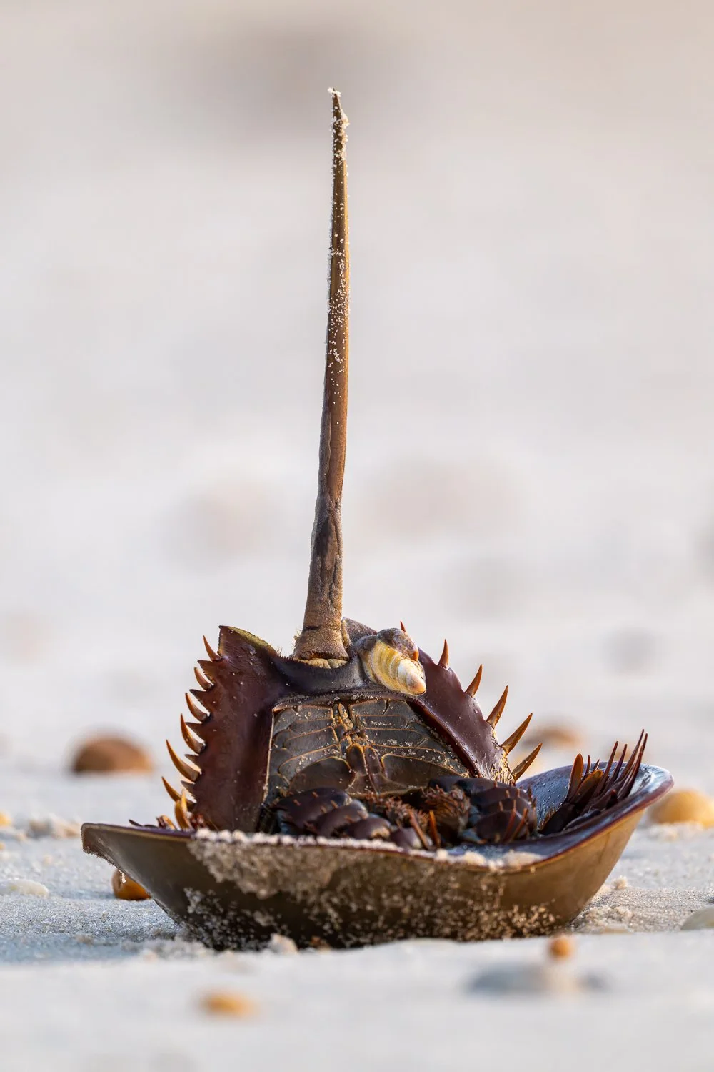 Horseshoe Crab //
Nikon Z8 & 600PF //
600mm ƒ/6.3 1/200