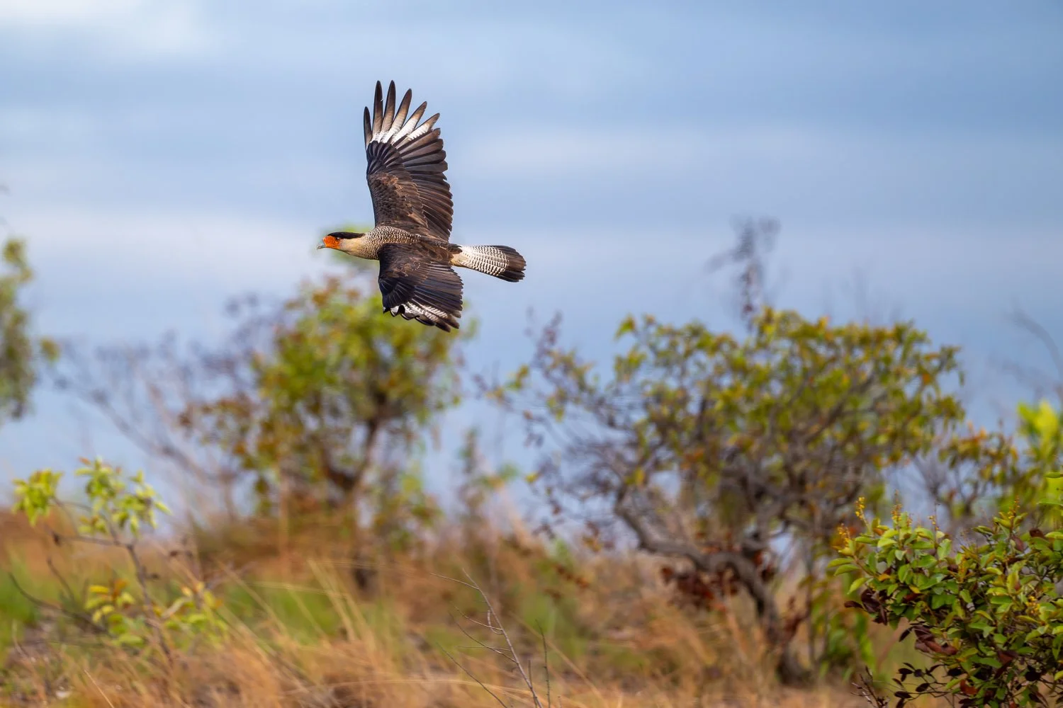 Crested Caracara //
Nikon Z8 & 600PF //
600mm ƒ/6.3 1/2000
