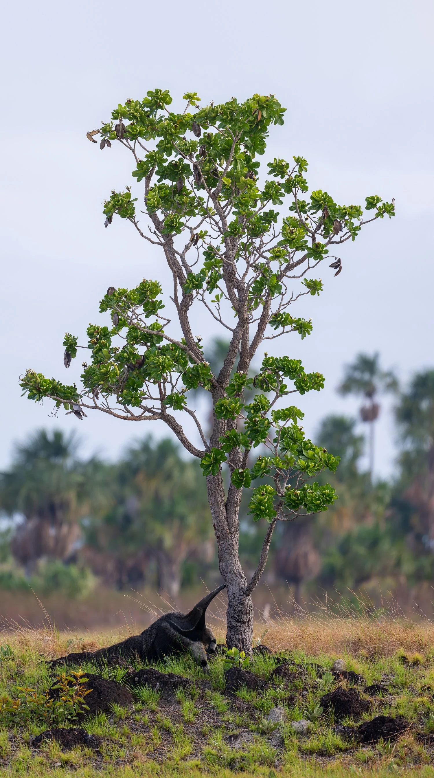 Giant Anteater //
Nikon Z8 & 600PF //
600mm ƒ/6.3 1/500