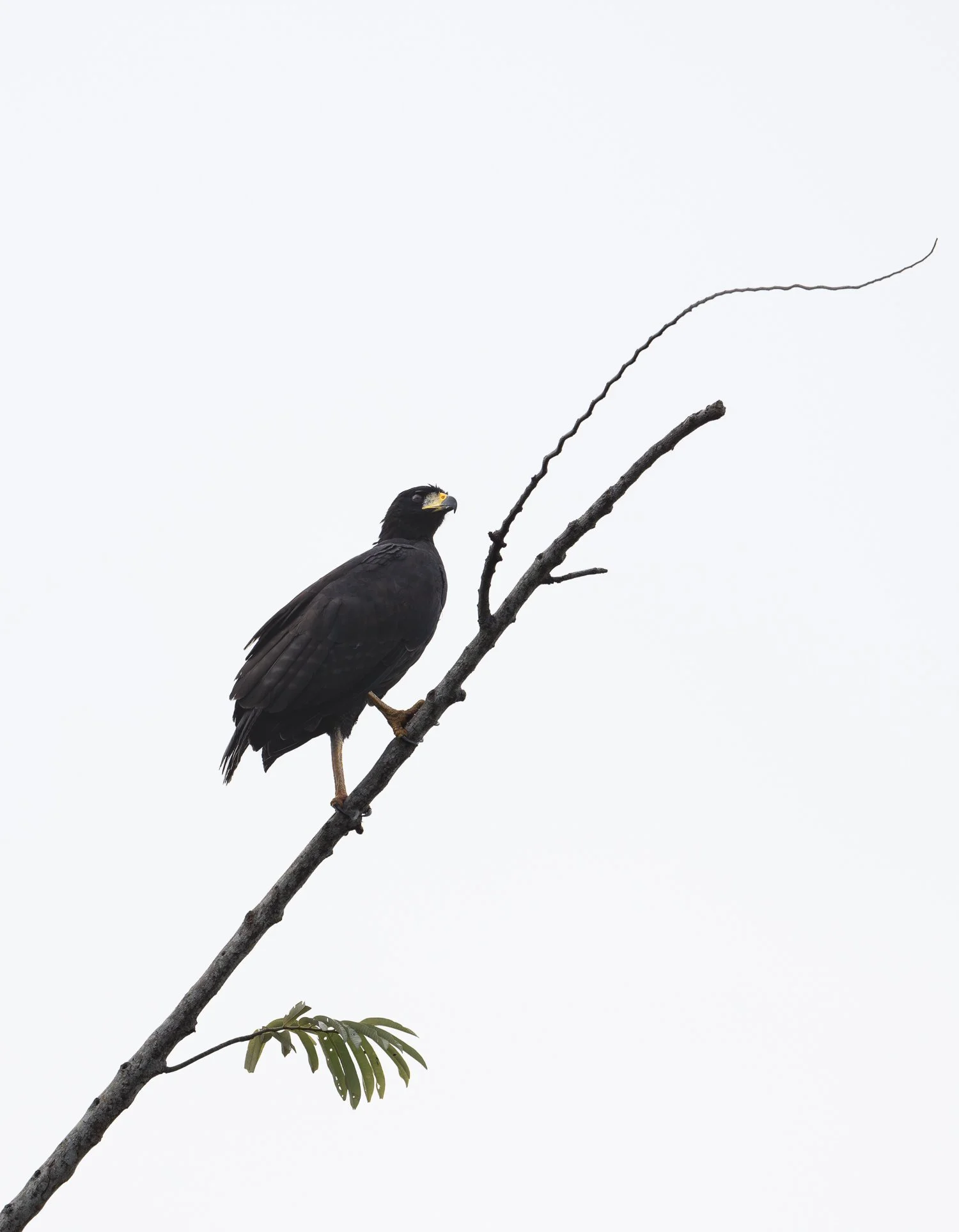 Great Black Hawk //
Nikon Z8 & 600PF //
600mm ƒ/6.3 1/1000