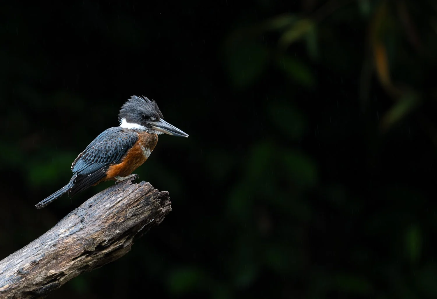 Ringed Kingfisher //
Nikon Z8 & 600PF //
600mm ƒ/6.3 1/250