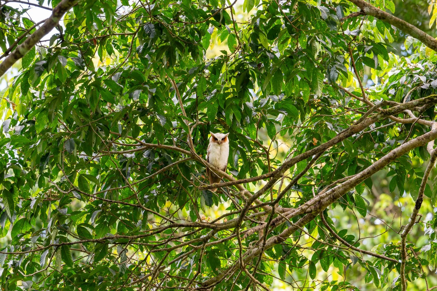 Crested Owl //
Nikon Z8 & 600PF //
600mm ƒ/6.3 1/640