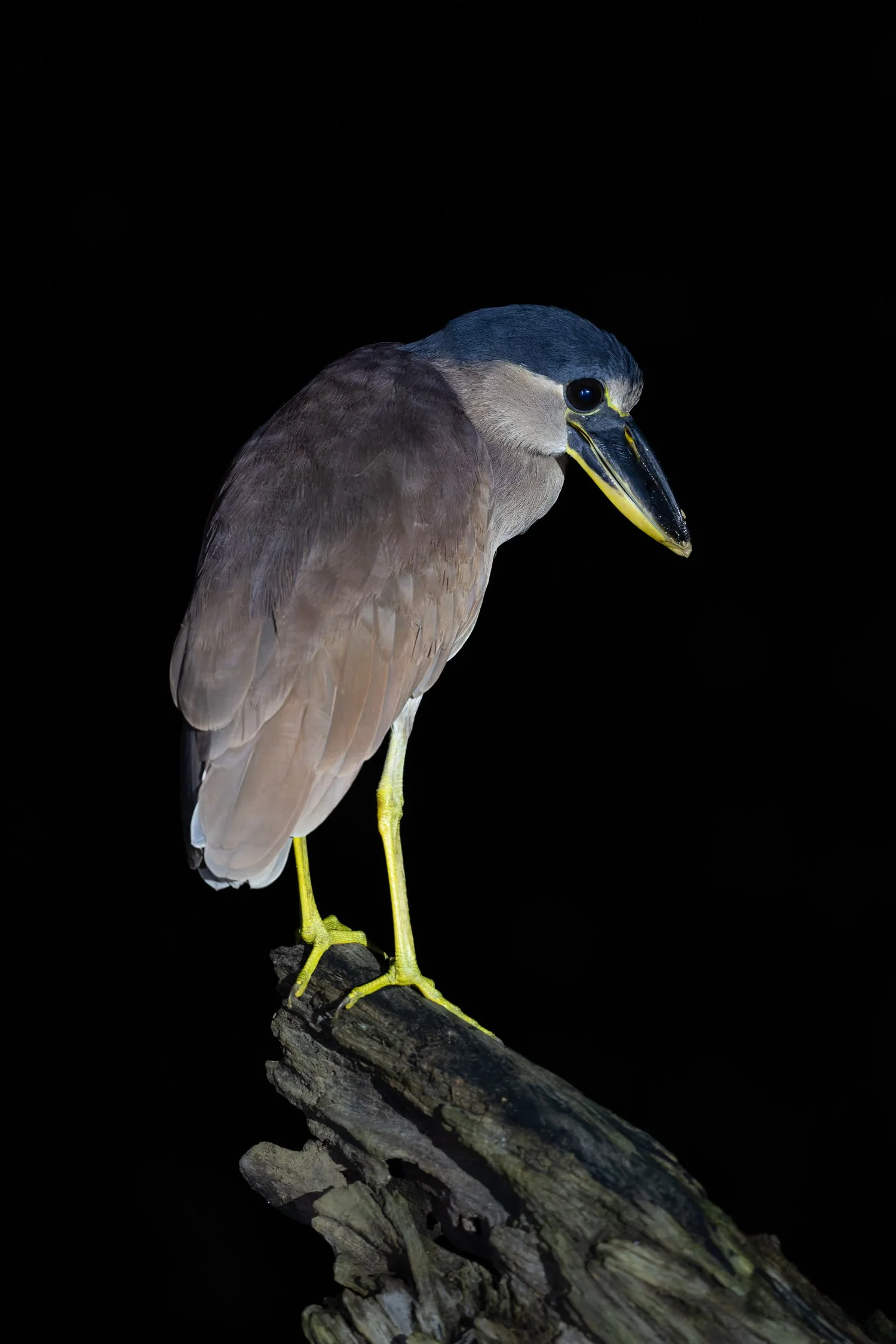 Boat-Billed Heron //
Nikon Z8 & 600PF //
600mm ƒ/6.3 1/100