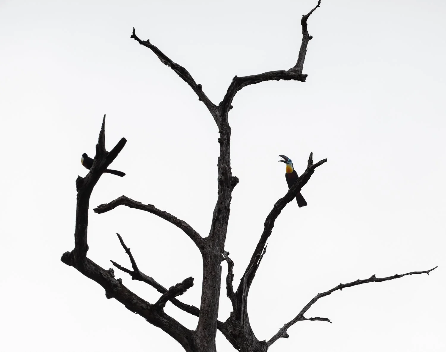 Channel-Billed Toucans //
Nikon Z8 & 600PF //
600mm ƒ/6.3 1/1600