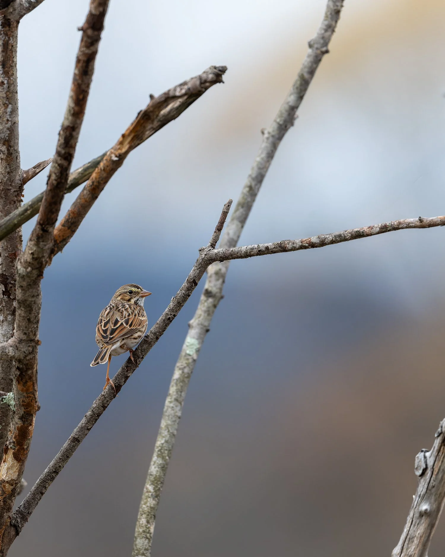 Savannah Sparrow //
New York //
Nikon Z8 & 600PF //
600mm ƒ/6.3 1/1250
