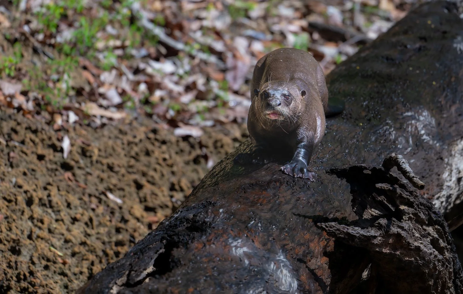 Giant River Otter //
Nikon Z8 & 600PF //
600mm ƒ/6.3 1/2500