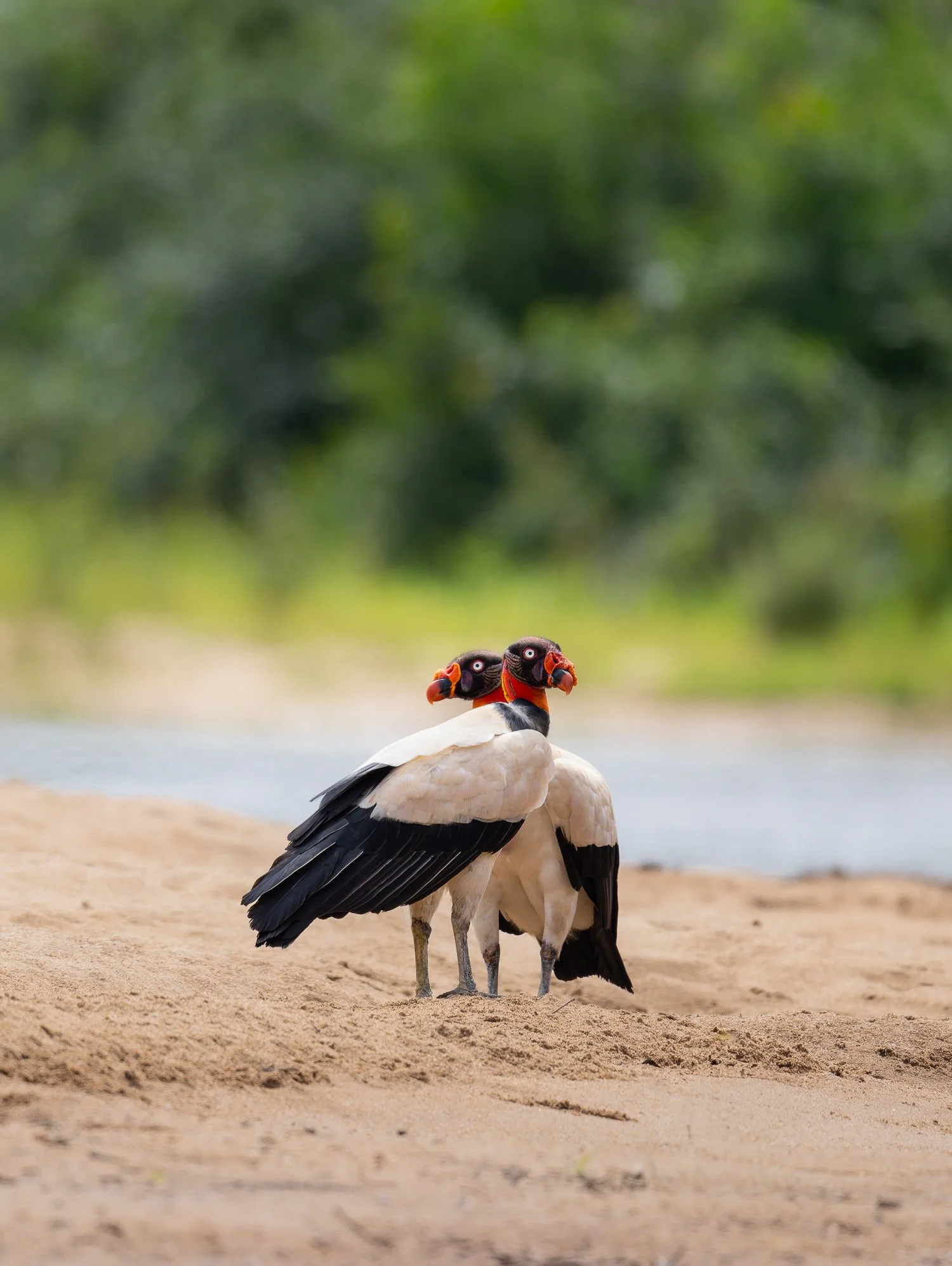 King Vultures //
Nikon Z8 & 600PF //
600mm ƒ/6.3 1/2000