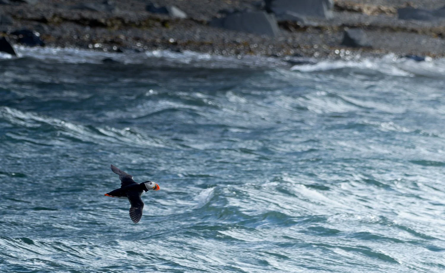 Atlantic Puffin //
Svalbard //
Canon R7 & RF 100-400 //
281mm ƒ/8 1/1600