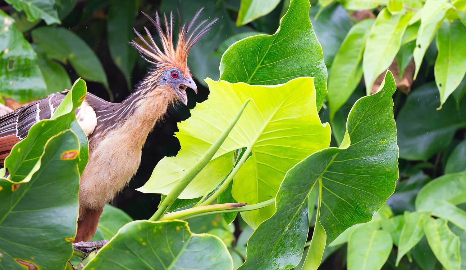 Hoatzin //
Nikon Z8 & 600PF //
600mm ƒ/6.3 1/640