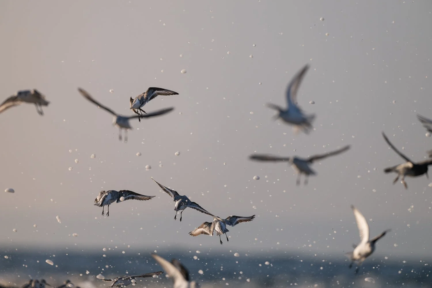 Sanderlings, Dunlin & Ring-Billed Gulls //
New York //
Nikon Z8 & 600PF //
600mm ƒ/6.3 1/3200