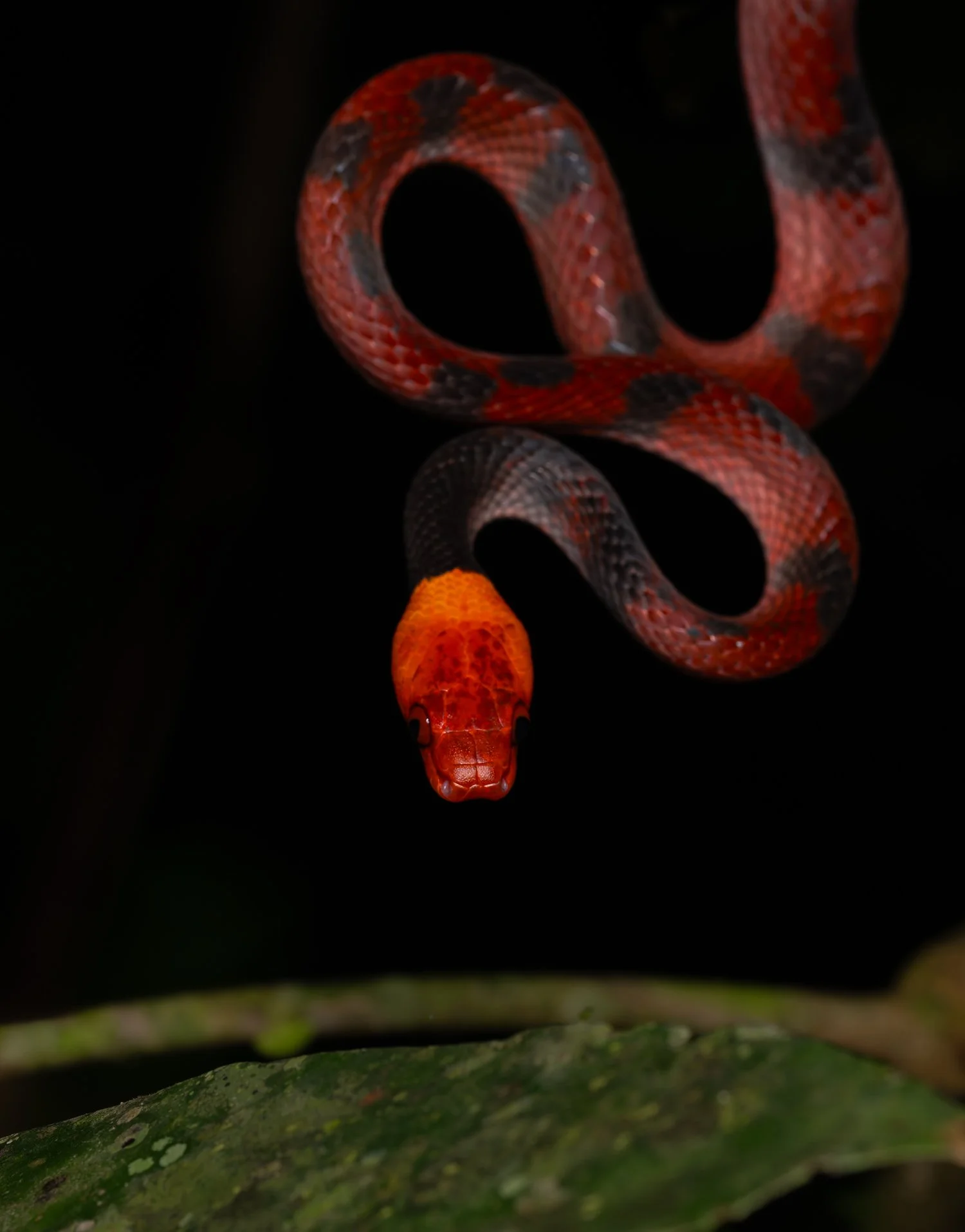Tropical Flat Snake //
Nikon Z8 & 105MC //
105mm ƒ/13 1/100