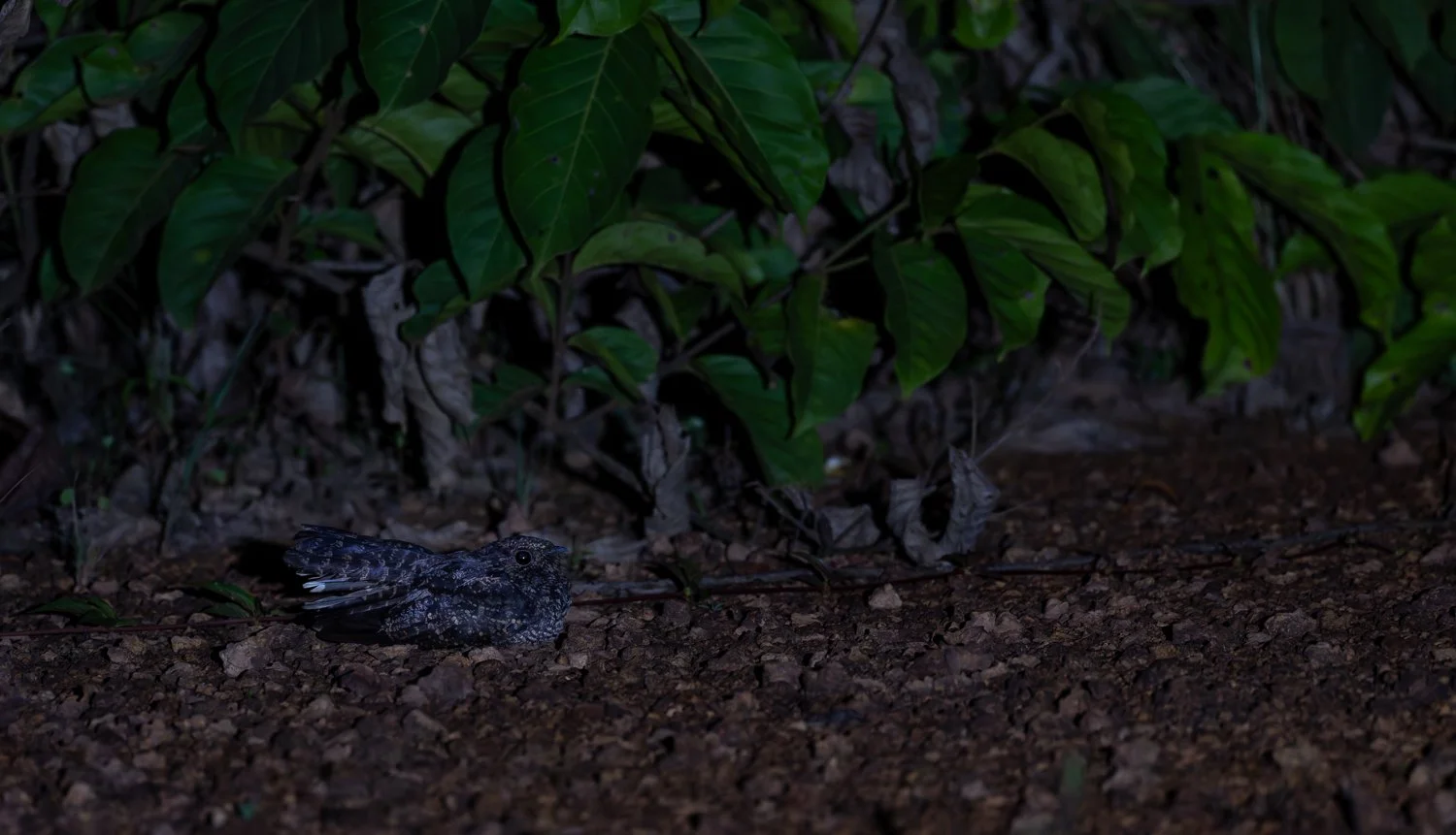 Blackish Nightjar //
Nikon Z8 & 600PF //
600mm ƒ/6.3 1/30