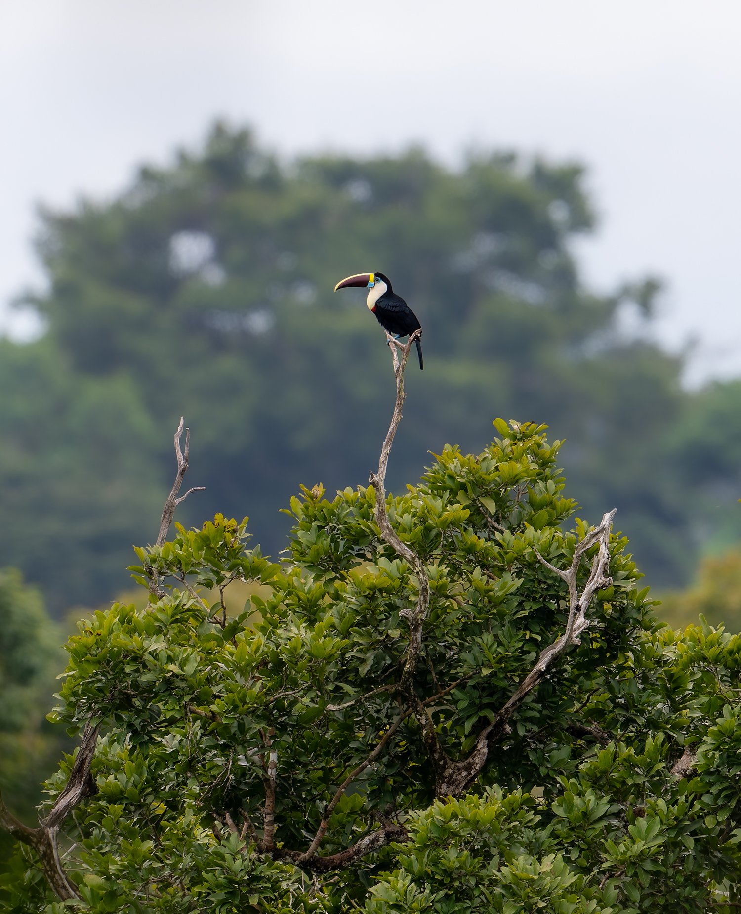 White-Throated Toucan //
Nikon Z8 & 600PF //
600mm ƒ/6.3 1/200