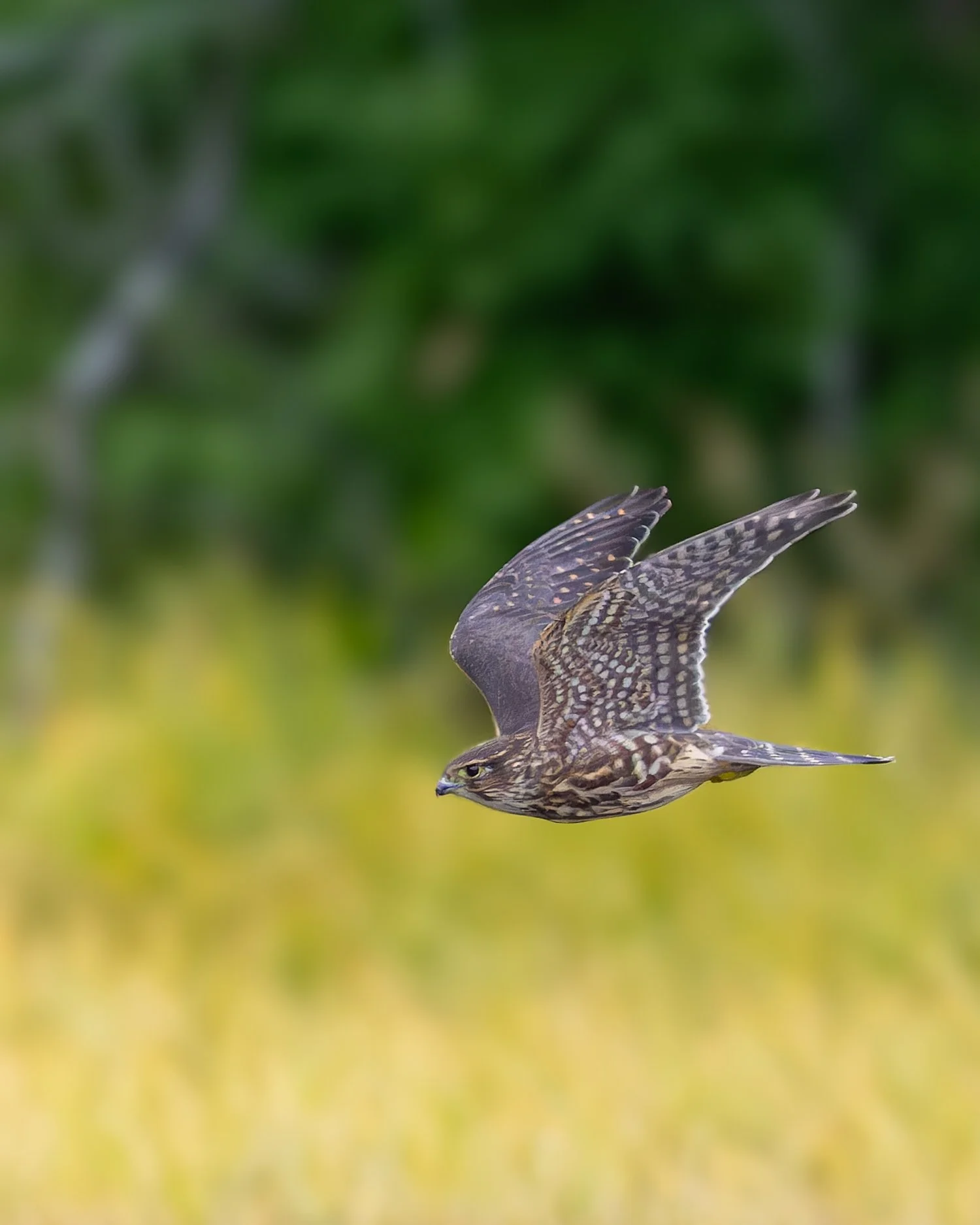 Merlin //
Alaska //
Canon R7 & RF 100-400 //
400mm ƒ/8 1/3200
