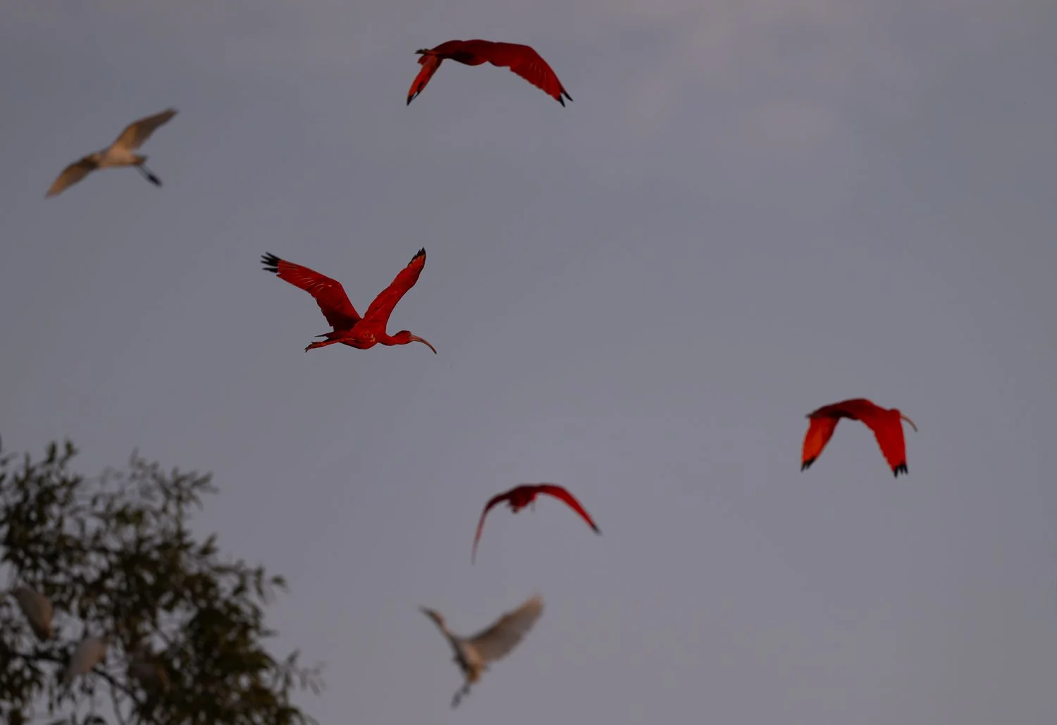 Scarlet Ibises //
Nikon Z8 & 600PF //
600mm ƒ/6.3 1/1250