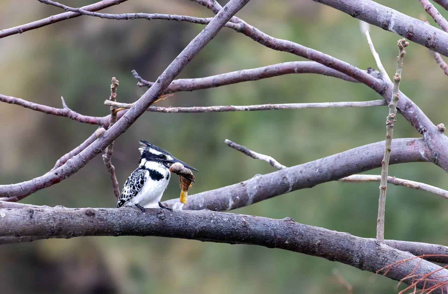 Pied Kingfisher //
Israel //
Canon R7 & RF 100-400 //
400mm ƒ/8 1/2000