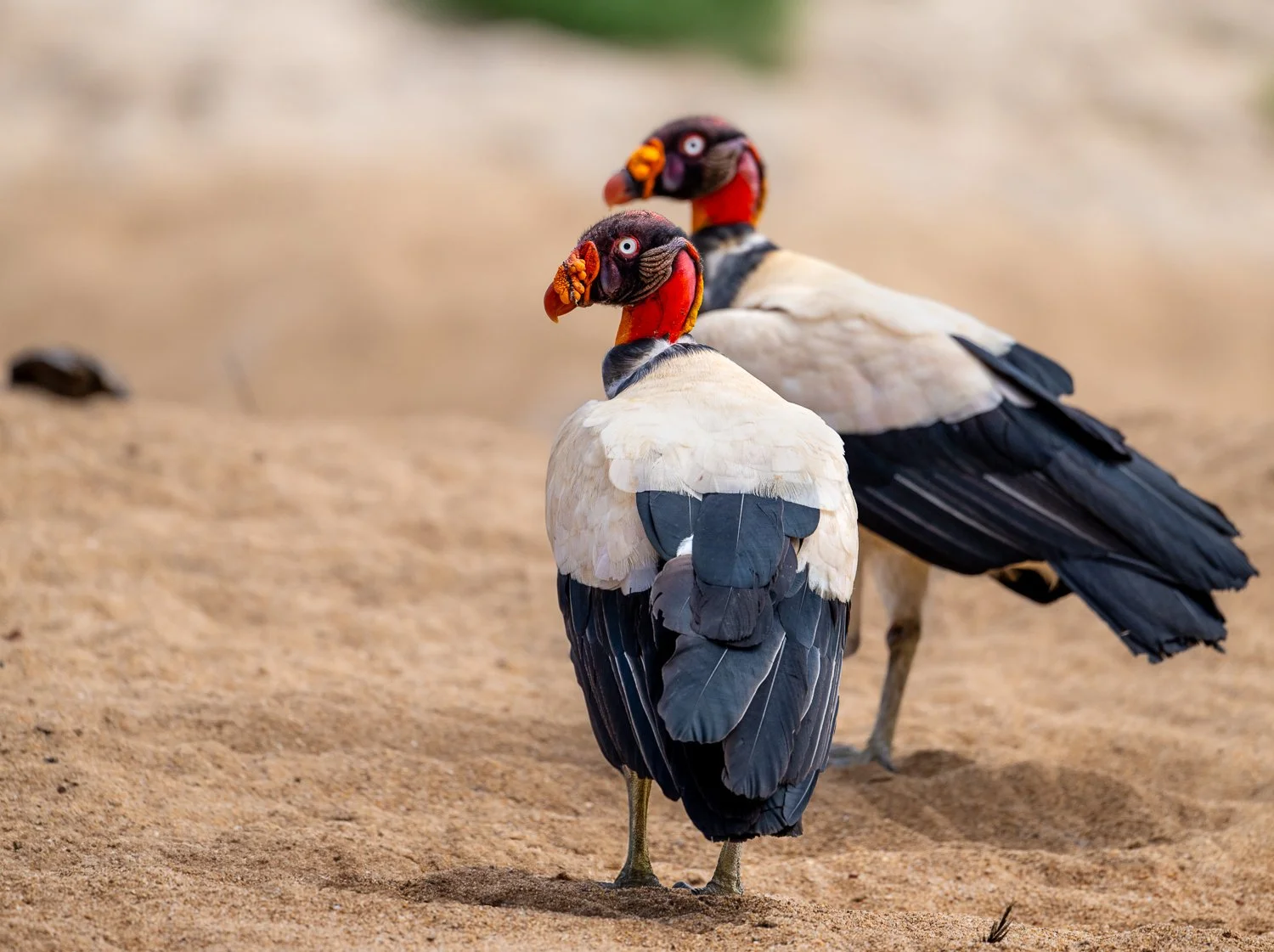 King Vultures //
Nikon Z8 & 600PF //
600mm ƒ/6.3 1/2000