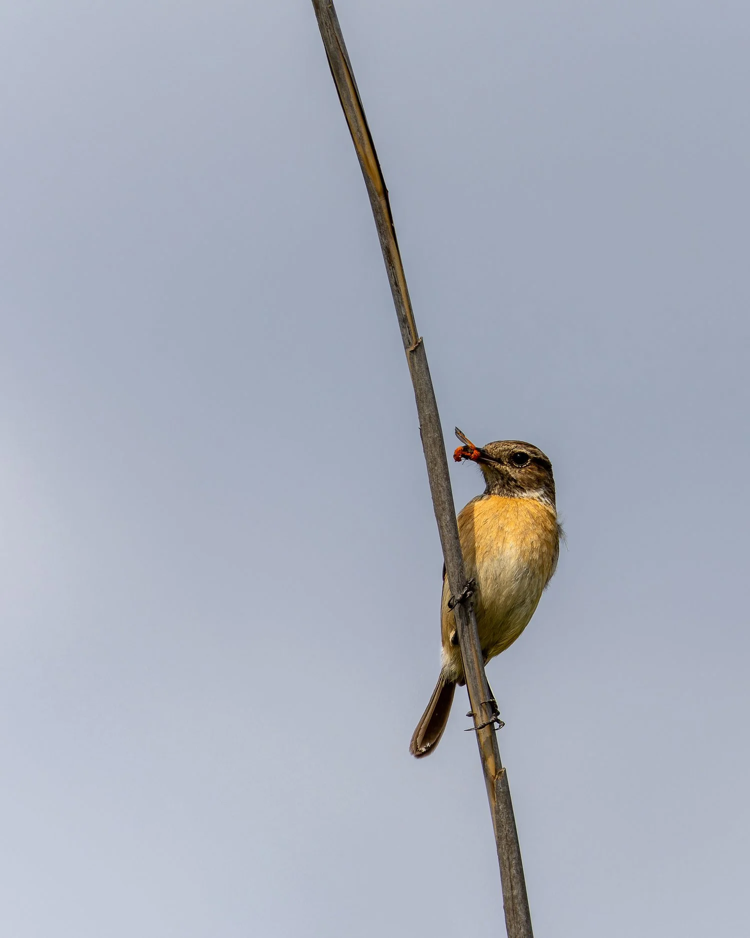 European Stonechat //
Israel //
Canon R7 & RF 100-400 //
400mm ƒ/8 1/1600