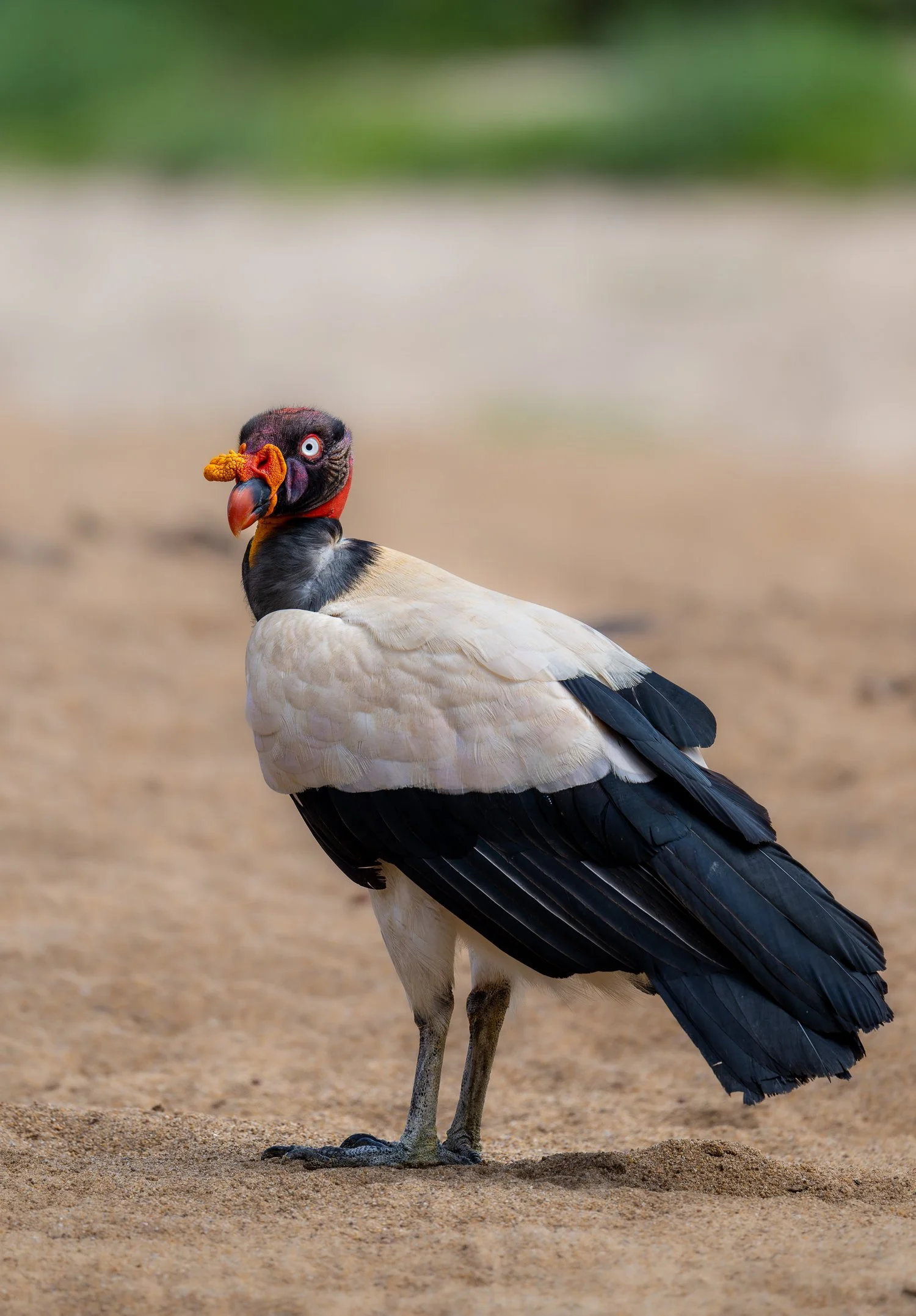 King Vulture //
Nikon Z8 & 600PF //
600mm ƒ/6.3 1/2000