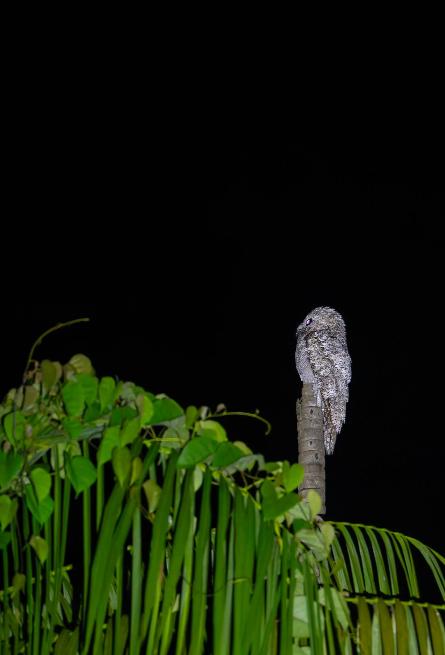 Great Potoo //
Nikon Z8 & 600PF //
600mm ƒ/6.3 1/15