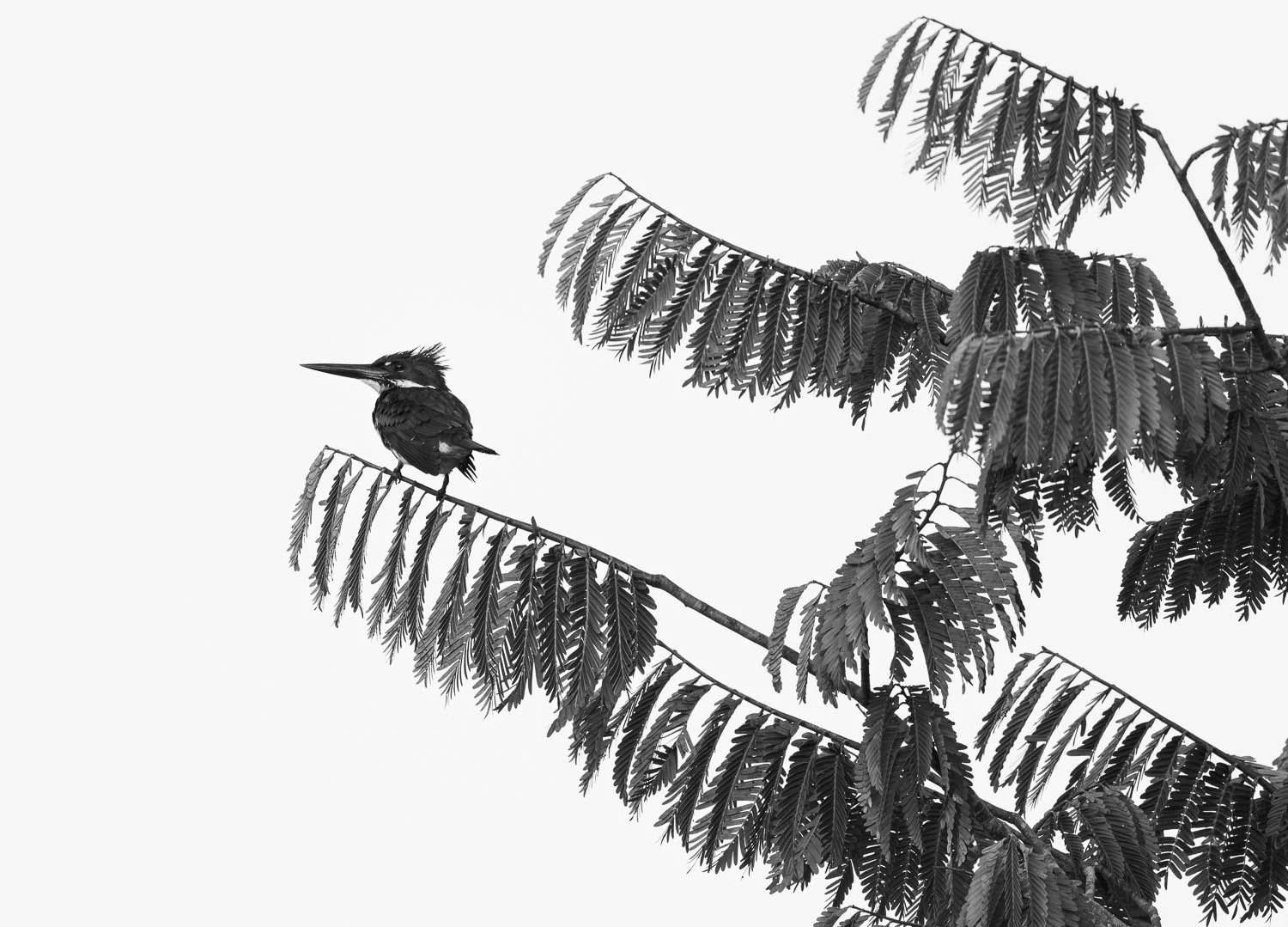 Amazon Kingfisher //
Nikon Z8 & 600PF //
600mm ƒ/6.3 1/500