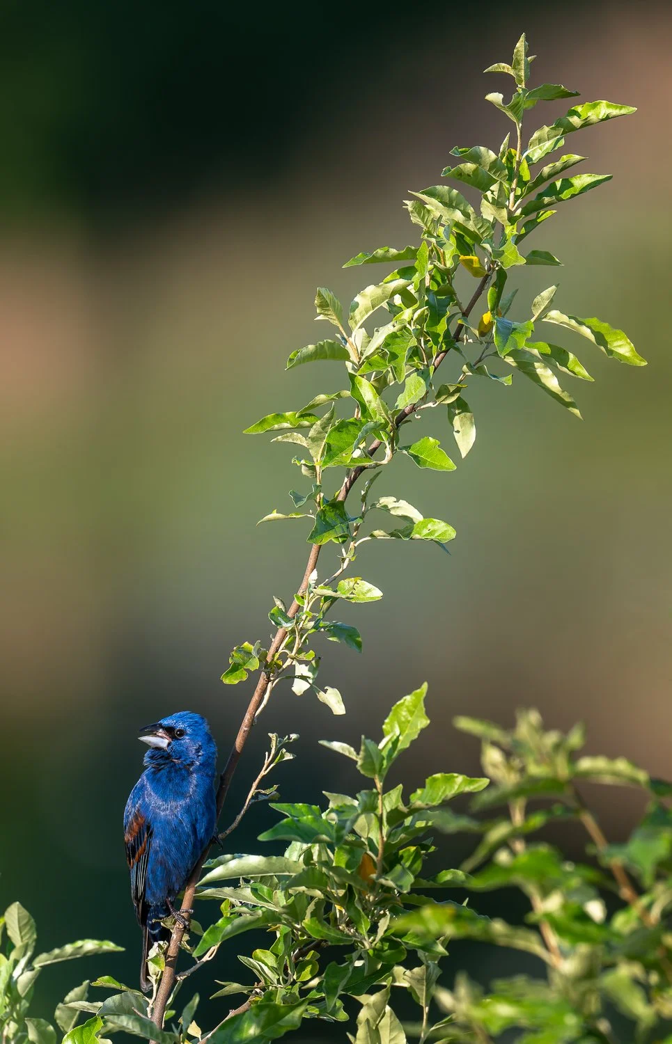 Blue Grosbeak //
Nikon Z8 & 600PF //
600mm ƒ/6.3 1/1000