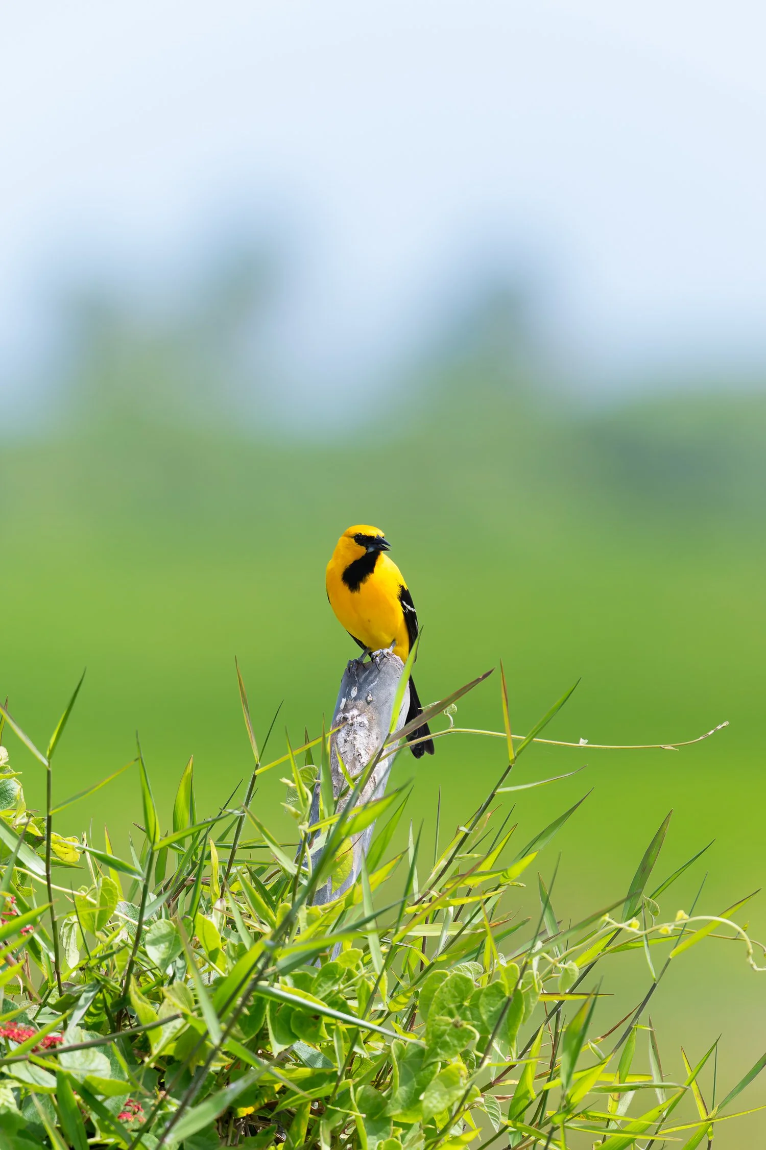 Yellow Oriole //
Nikon Z8 & 600PF //
600mm ƒ/6.3 1/1000