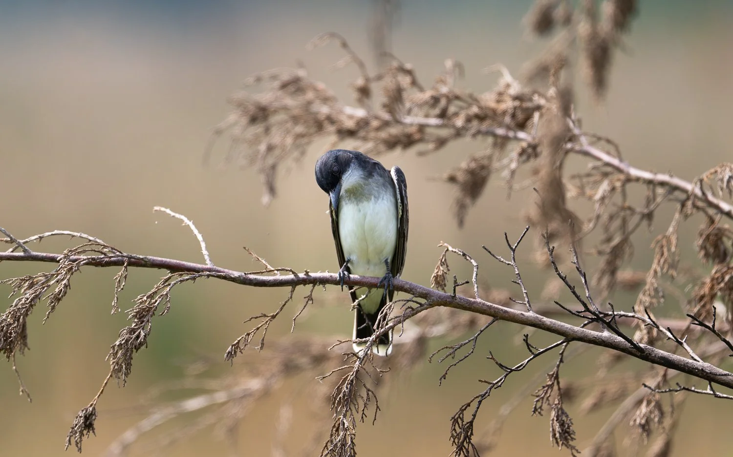 Eastern Kingbird //
Nikon Z8 & 600PF //
600mm ƒ/6.3 1/1000