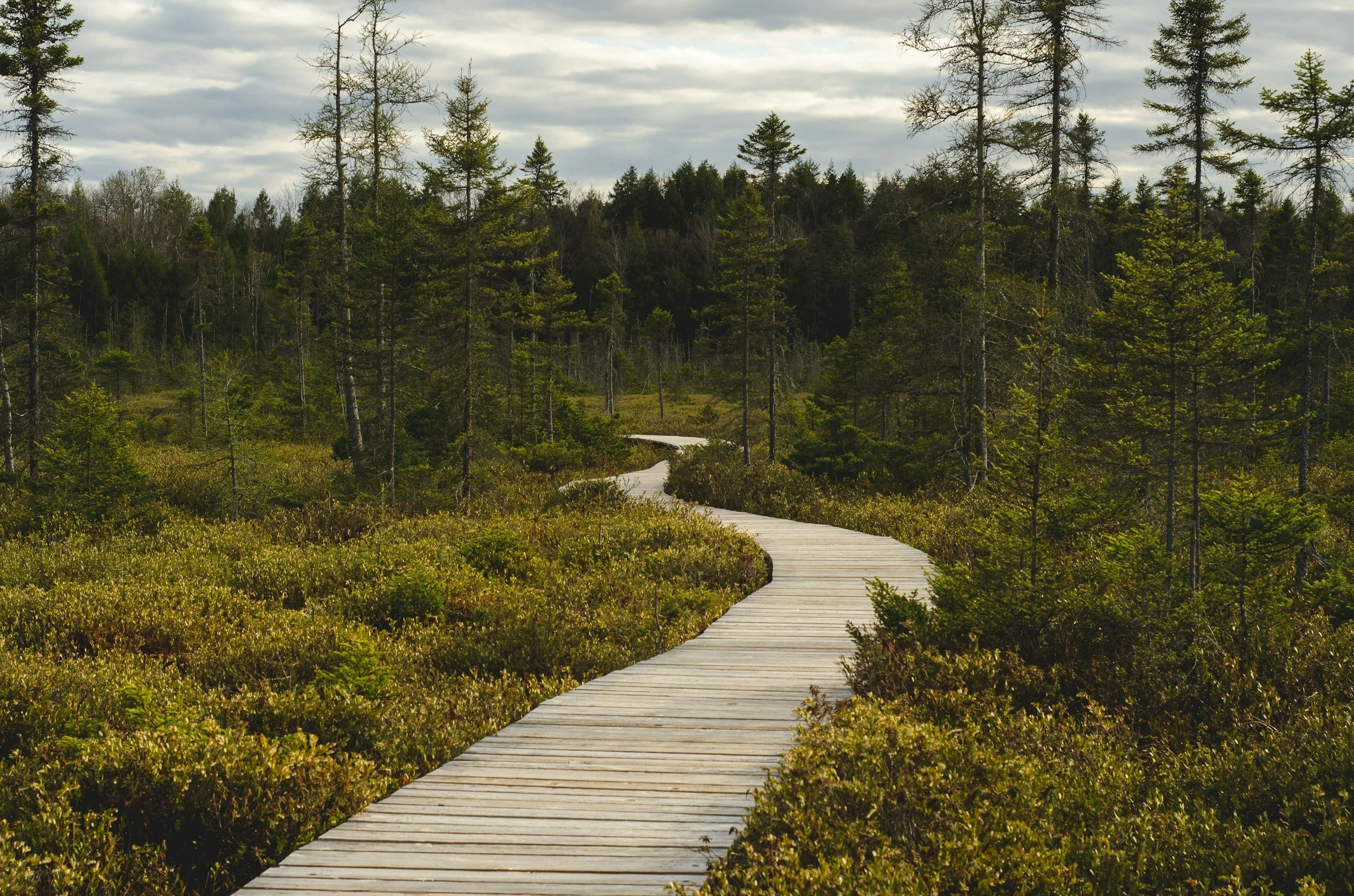A winding wooden boardwalk running through a green forest with tall trees and cloudy sky.