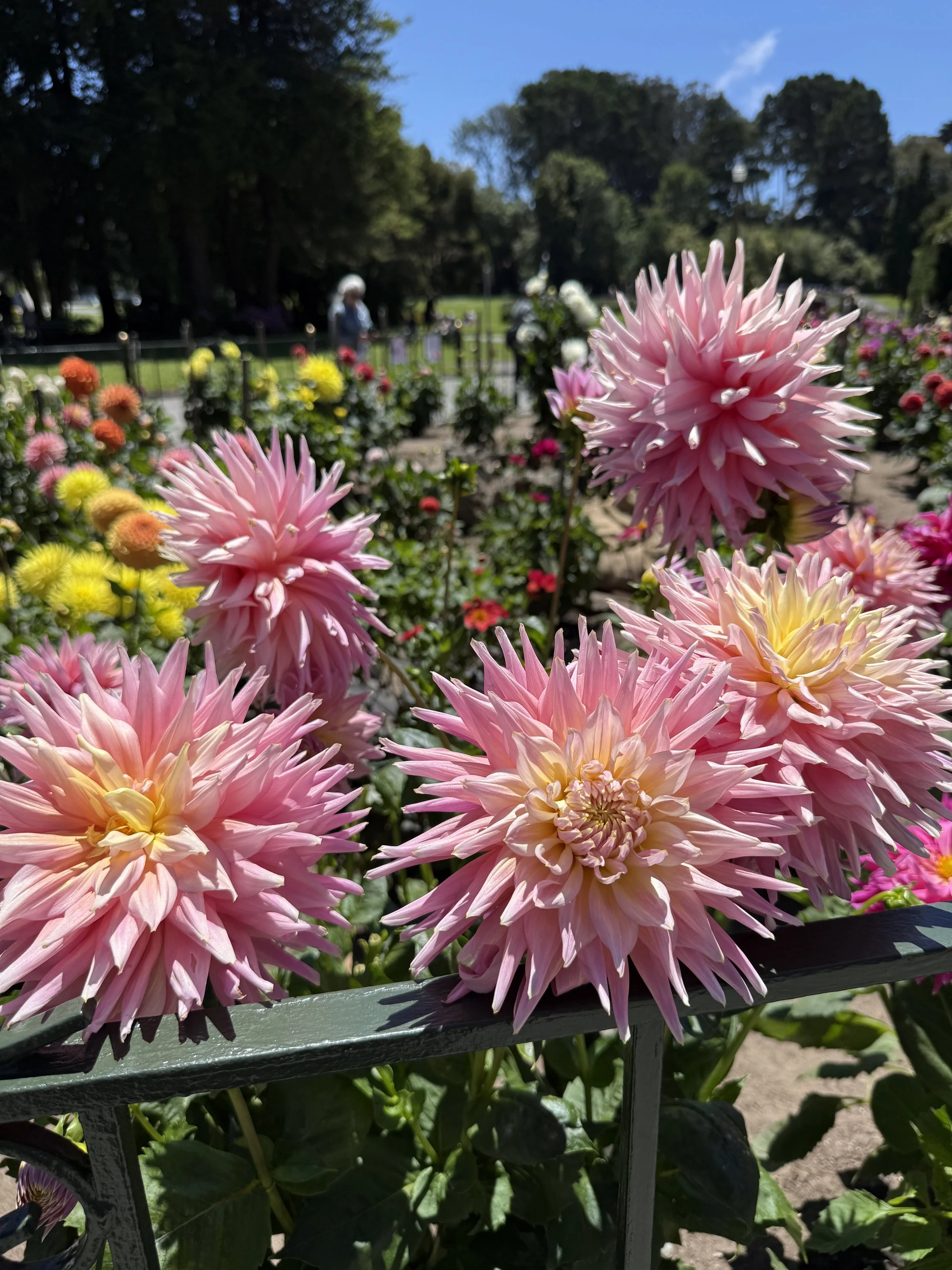 The Dahlia Dell 