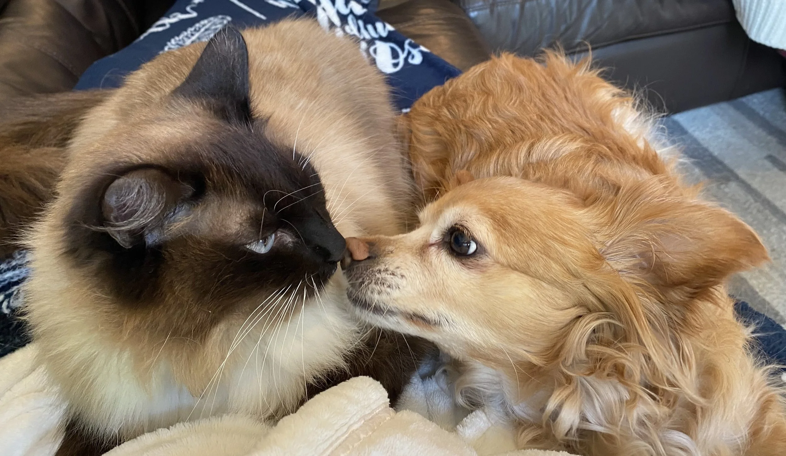 Moose and Indy