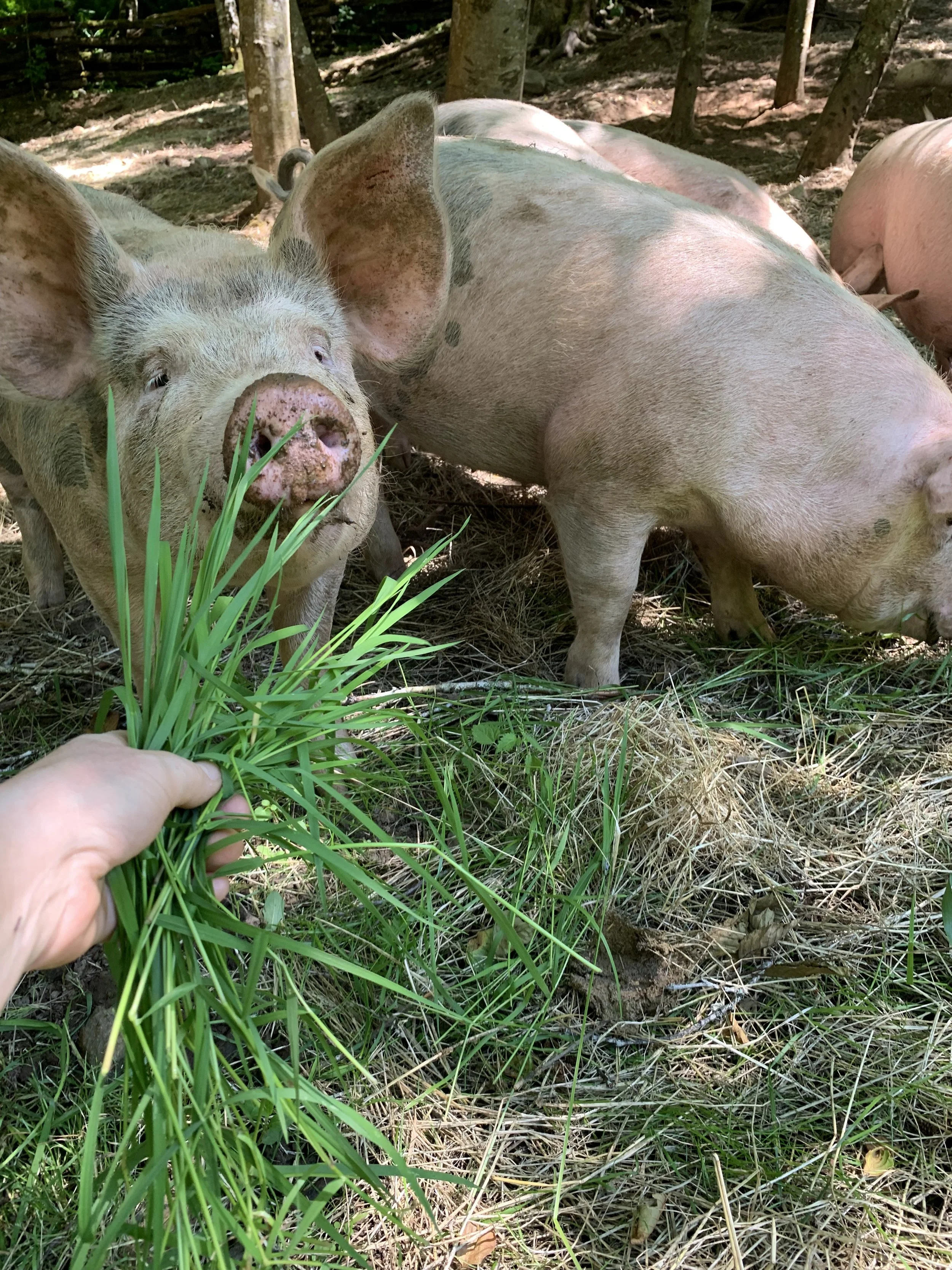 Person holding a bunch of green grass in front of a pig in a wooded area.