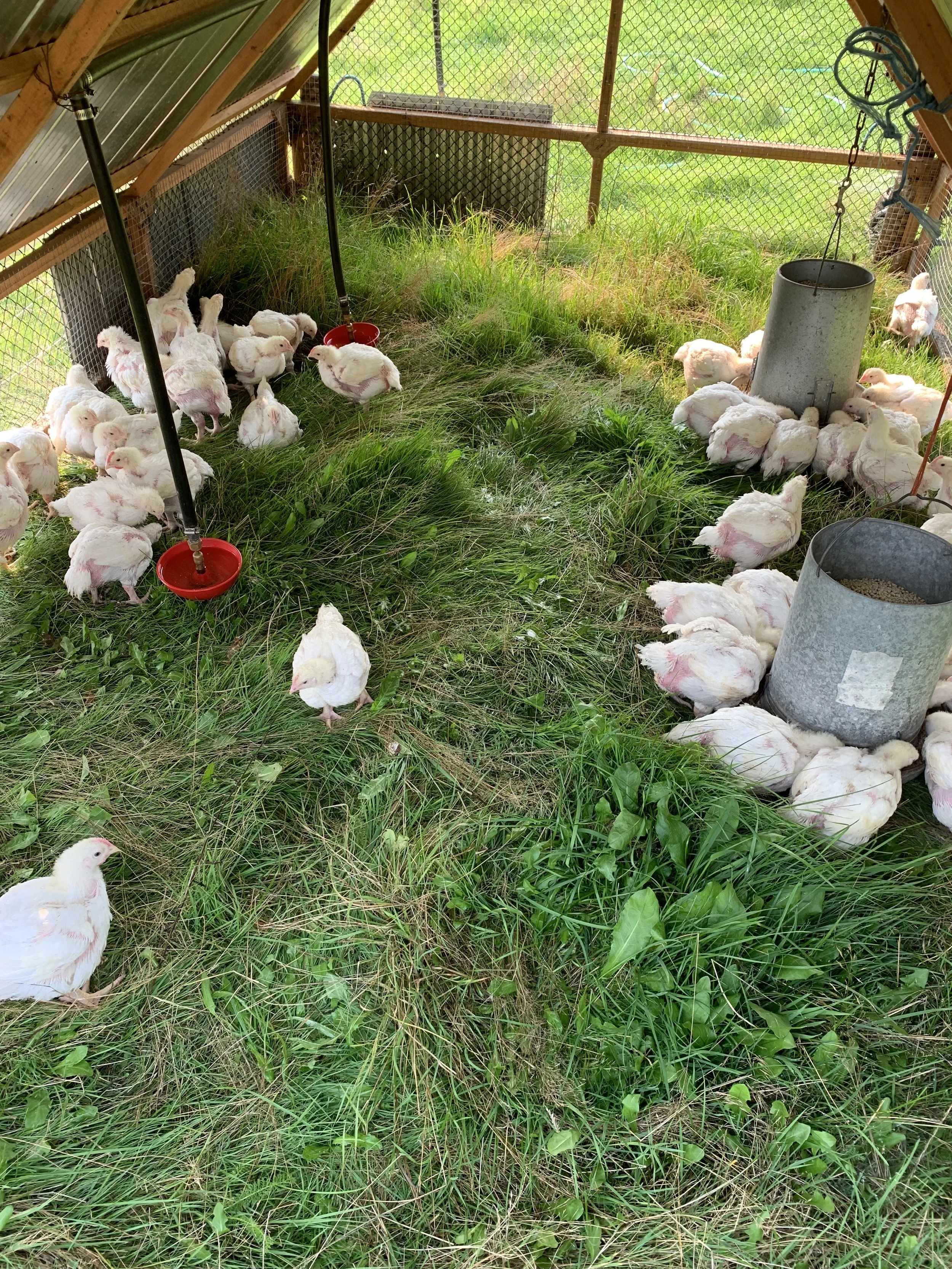 A chicken coop with white young chickens, some pecking at the grass and others resting, enclosed by a wire mesh fence, with feeders and waterers inside.