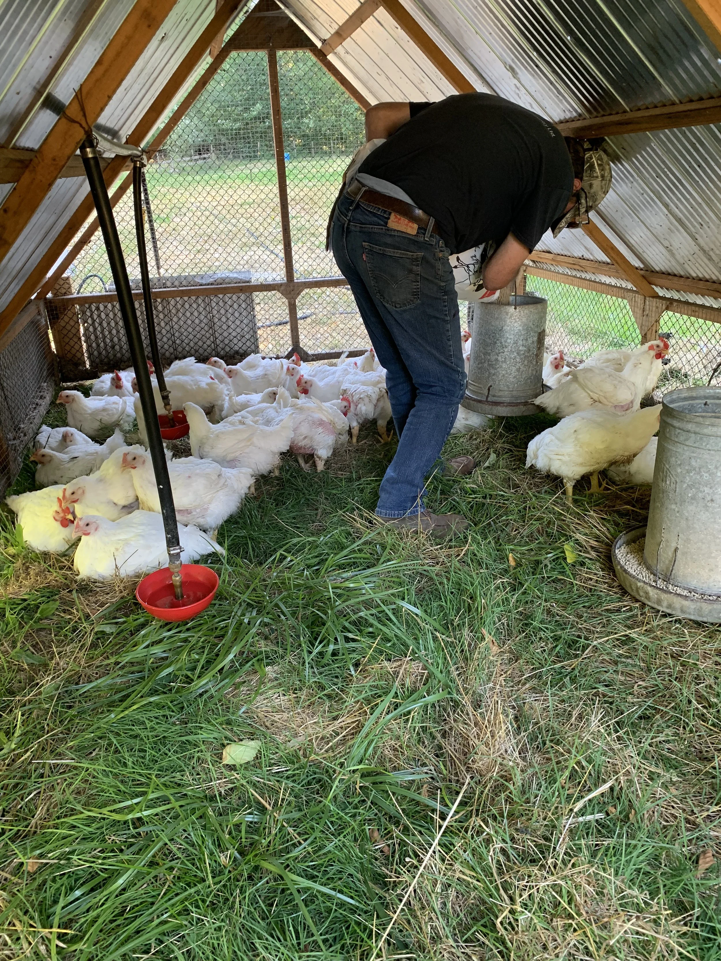 A man working inside a chicken coop with white chickens on the grassy floor.