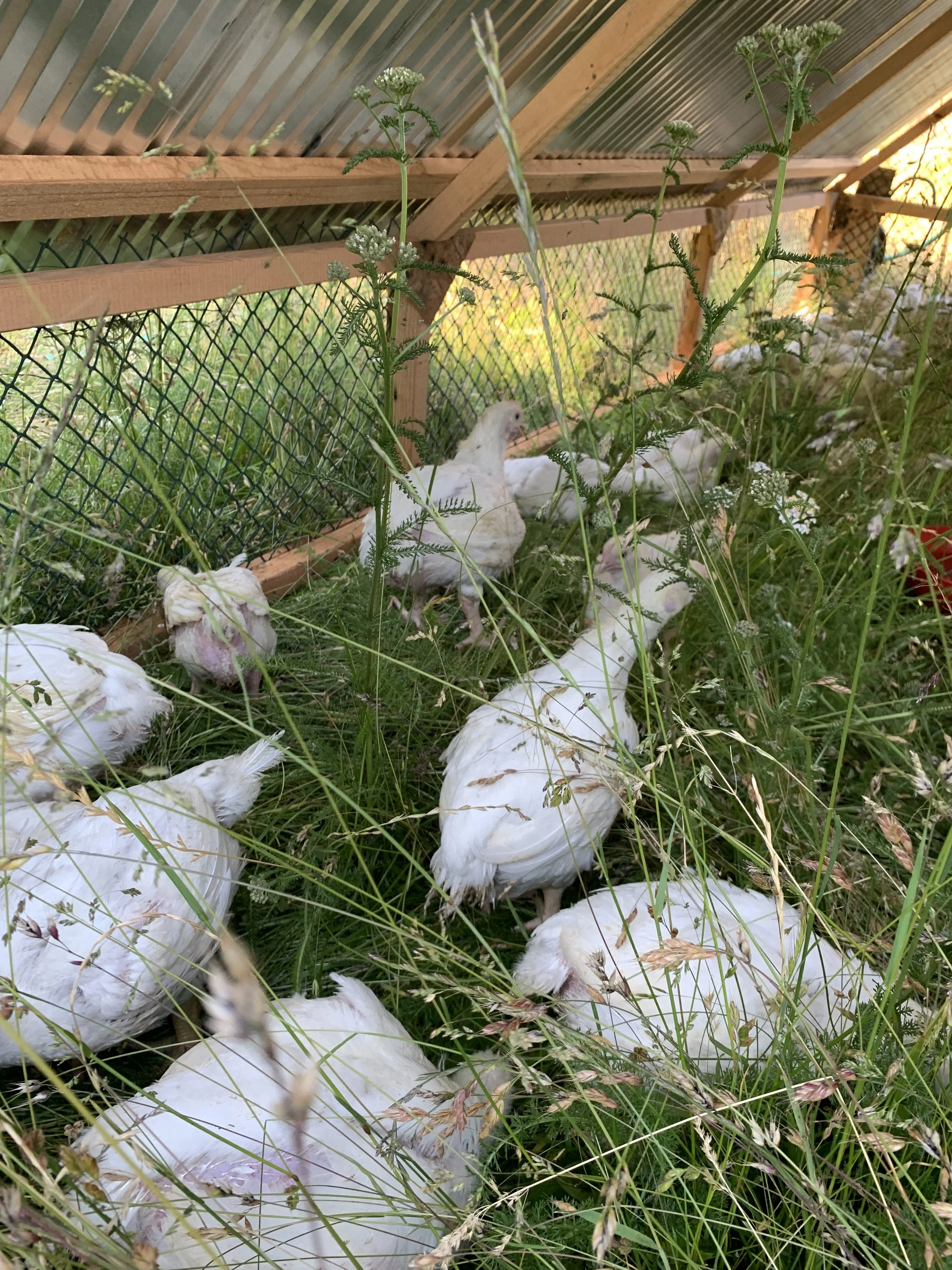 Chickens and a turkey resting amidst tall grass and wildflowers under a wooden and wire fence.