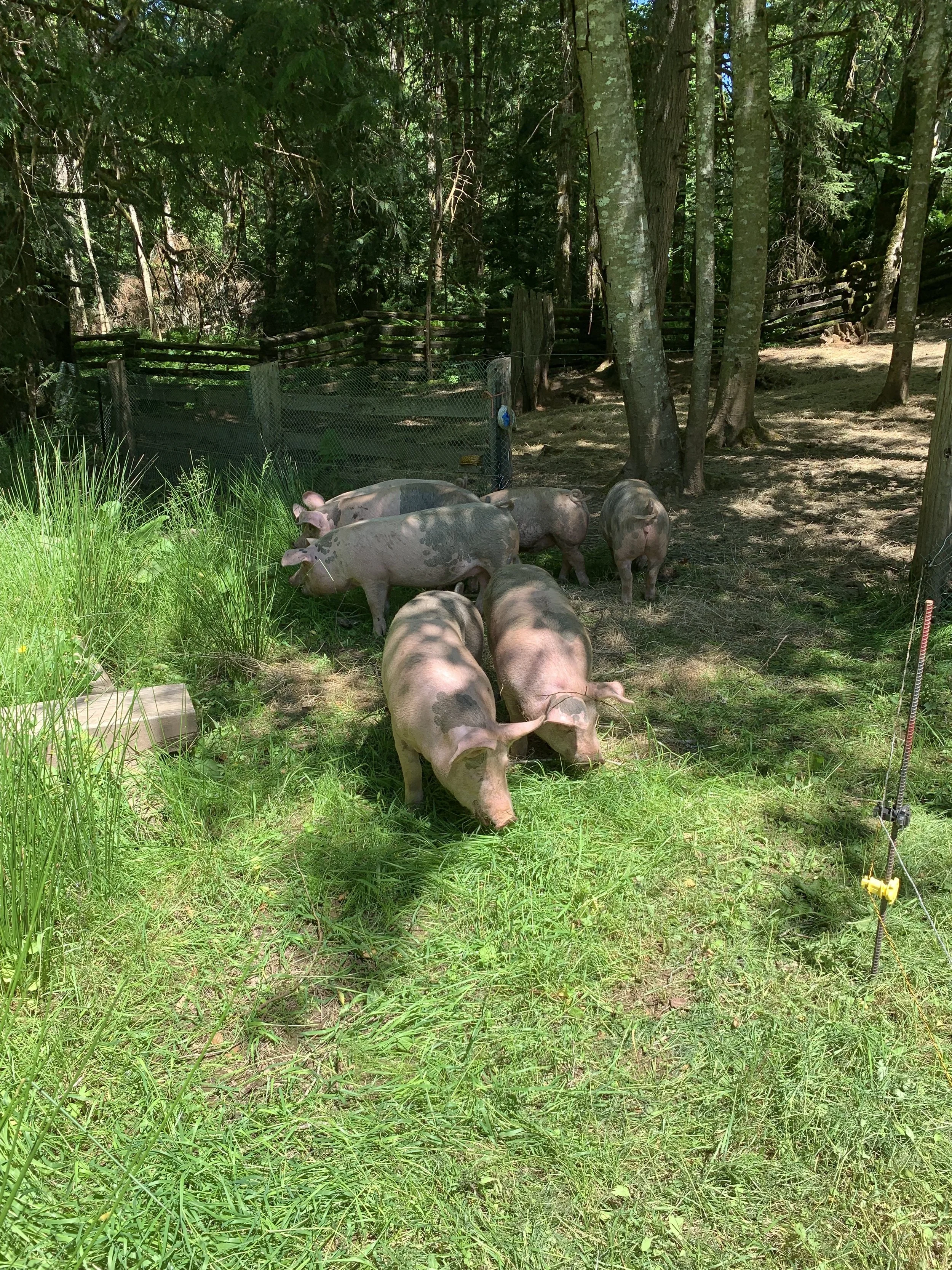 Group of pigs in a grassy, wooded outdoor area, some standing and others lying down, surrounded by trees and a wire fence.