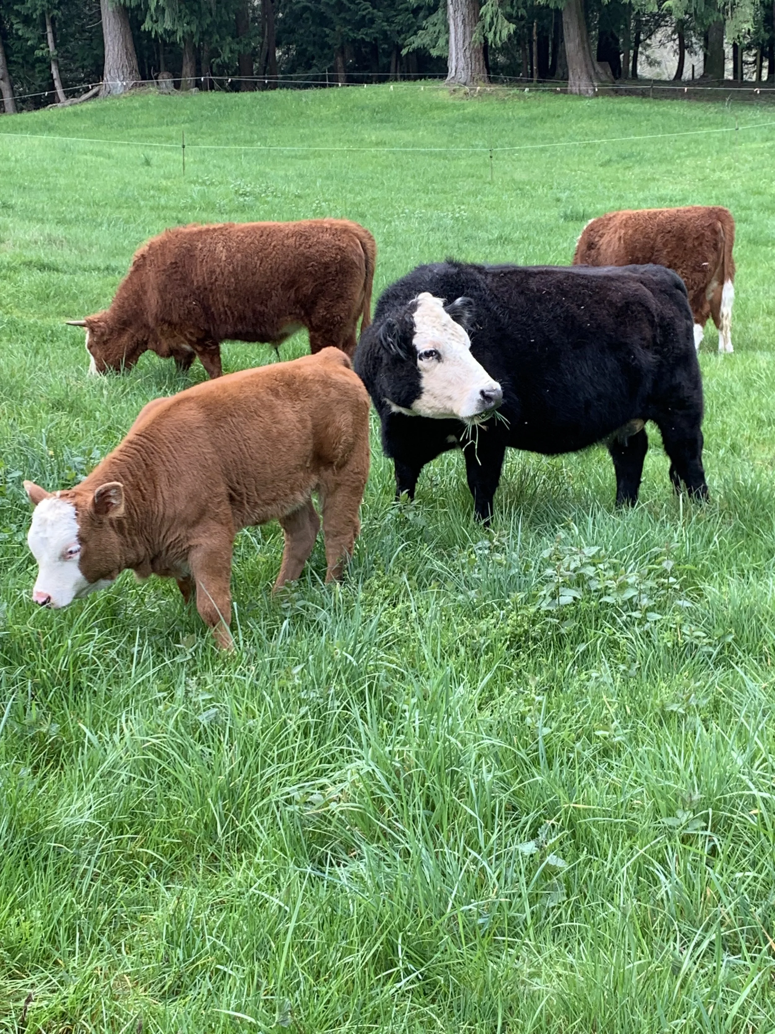 Five calves grazing on green grass in a fenced pasture with trees in the background, including one black and white cow in the foreground.