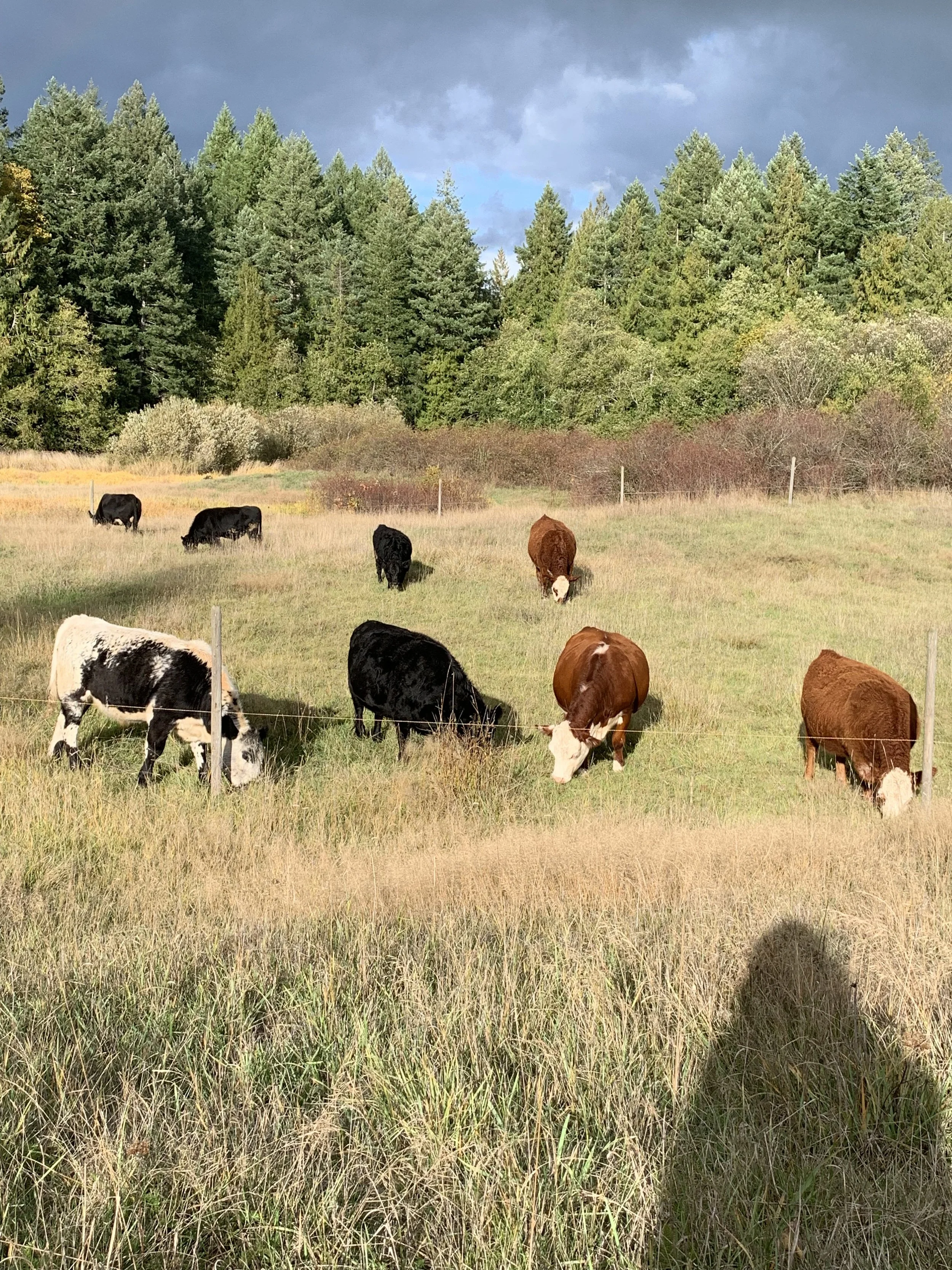 A group of cows grazing in a grassy field with trees and a cloudy sky in the background.