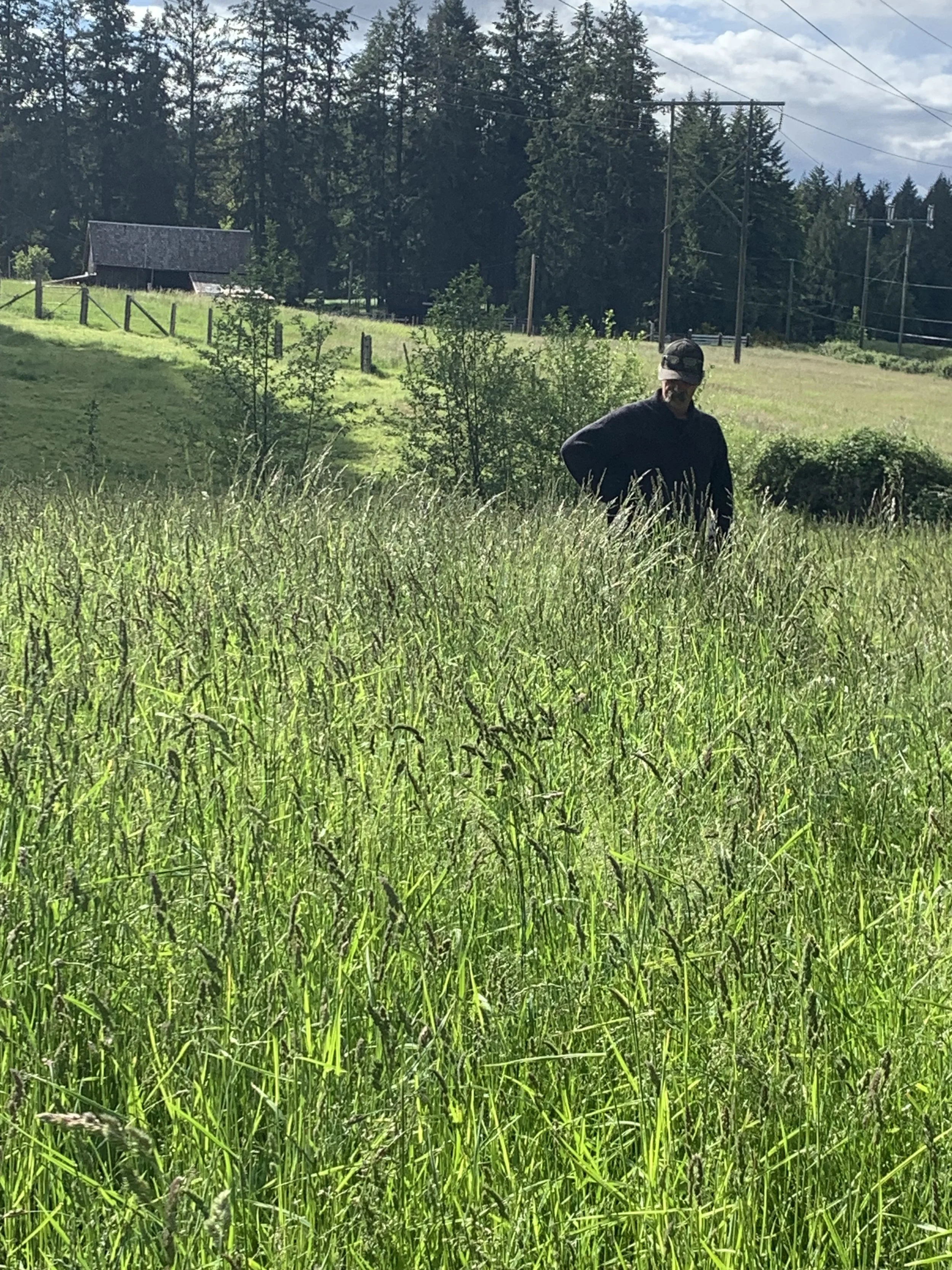 A person in dark clothing and a cap standing in tall green grass in a rural area with trees, a small building, and power lines in the background.