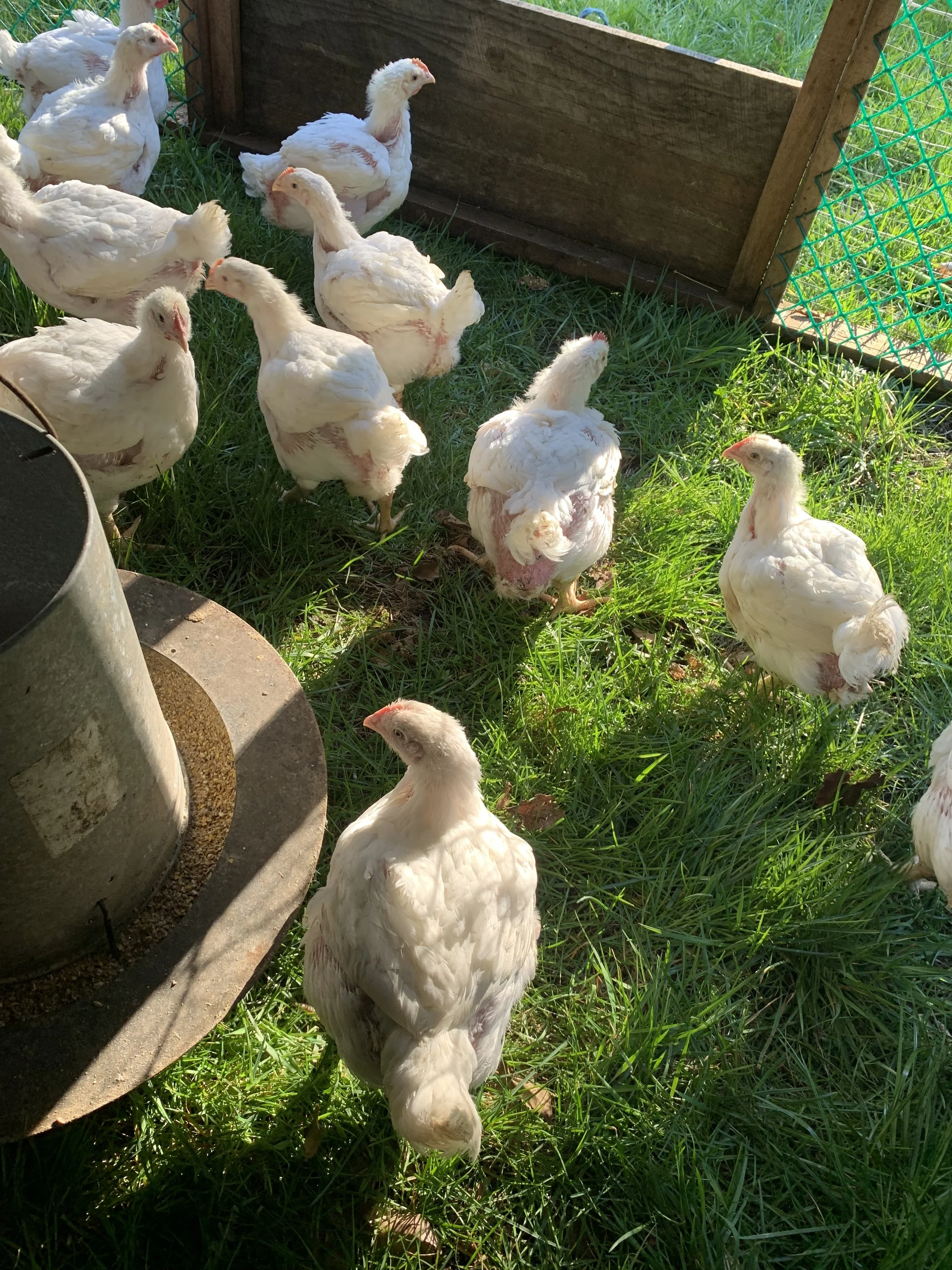 A group of young white chickens in a grassy outdoor coop, some near a feeder, with sunlight shining on them.