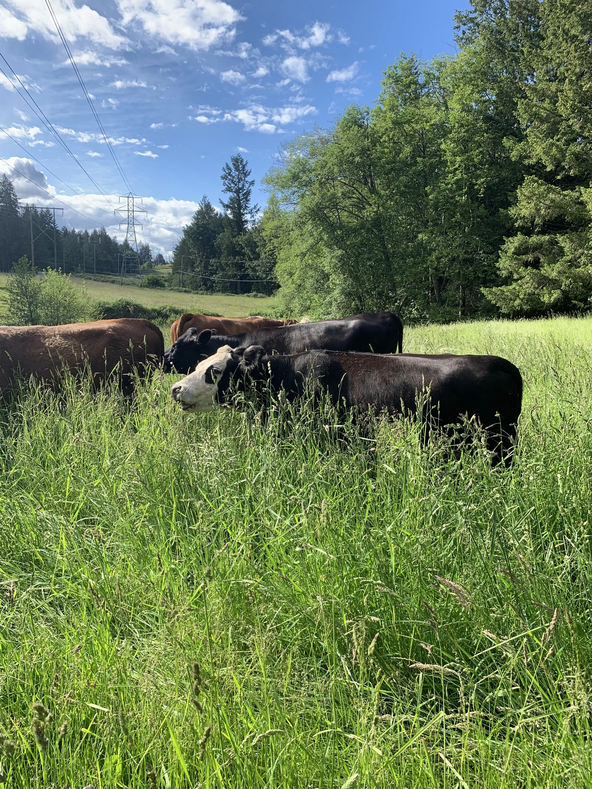 Cows grazing in a lush green field under a bright blue sky with scattered clouds and power lines in the background.