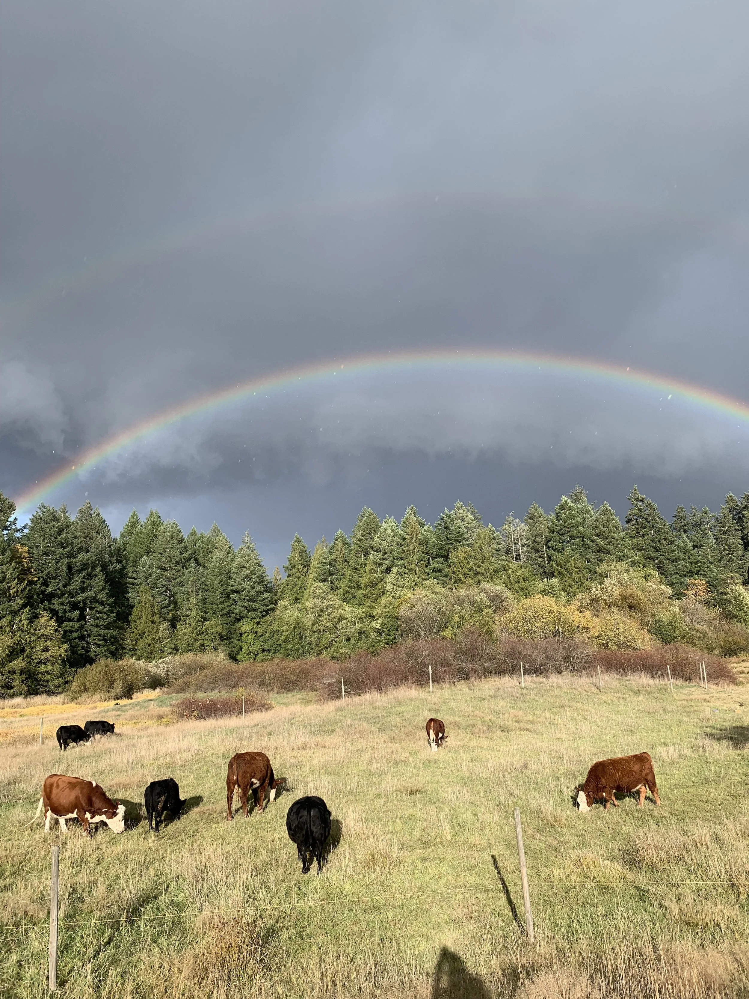 Cows grazing in a grassy field with rainbow and stormy clouds in the sky, bordered by a wooded area.