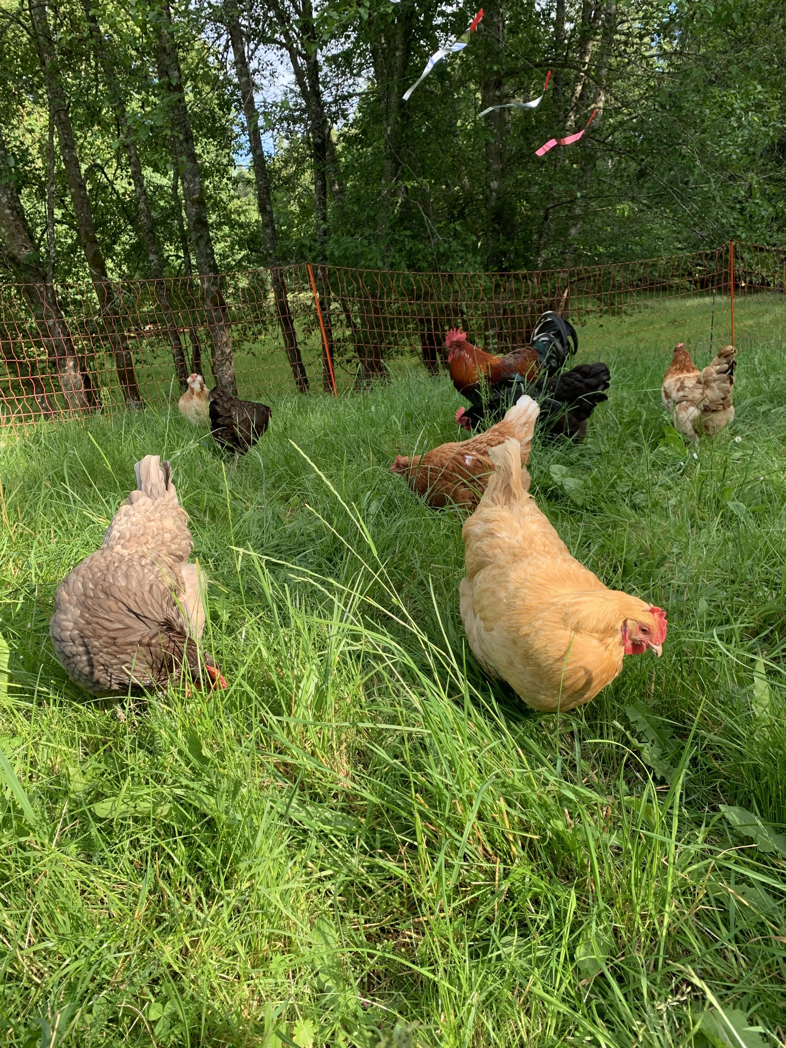 A group of chickens and a rooster in a grassy outdoor enclosure surrounded by a fence, with trees in the background and colorful ribbons hanging in the air.