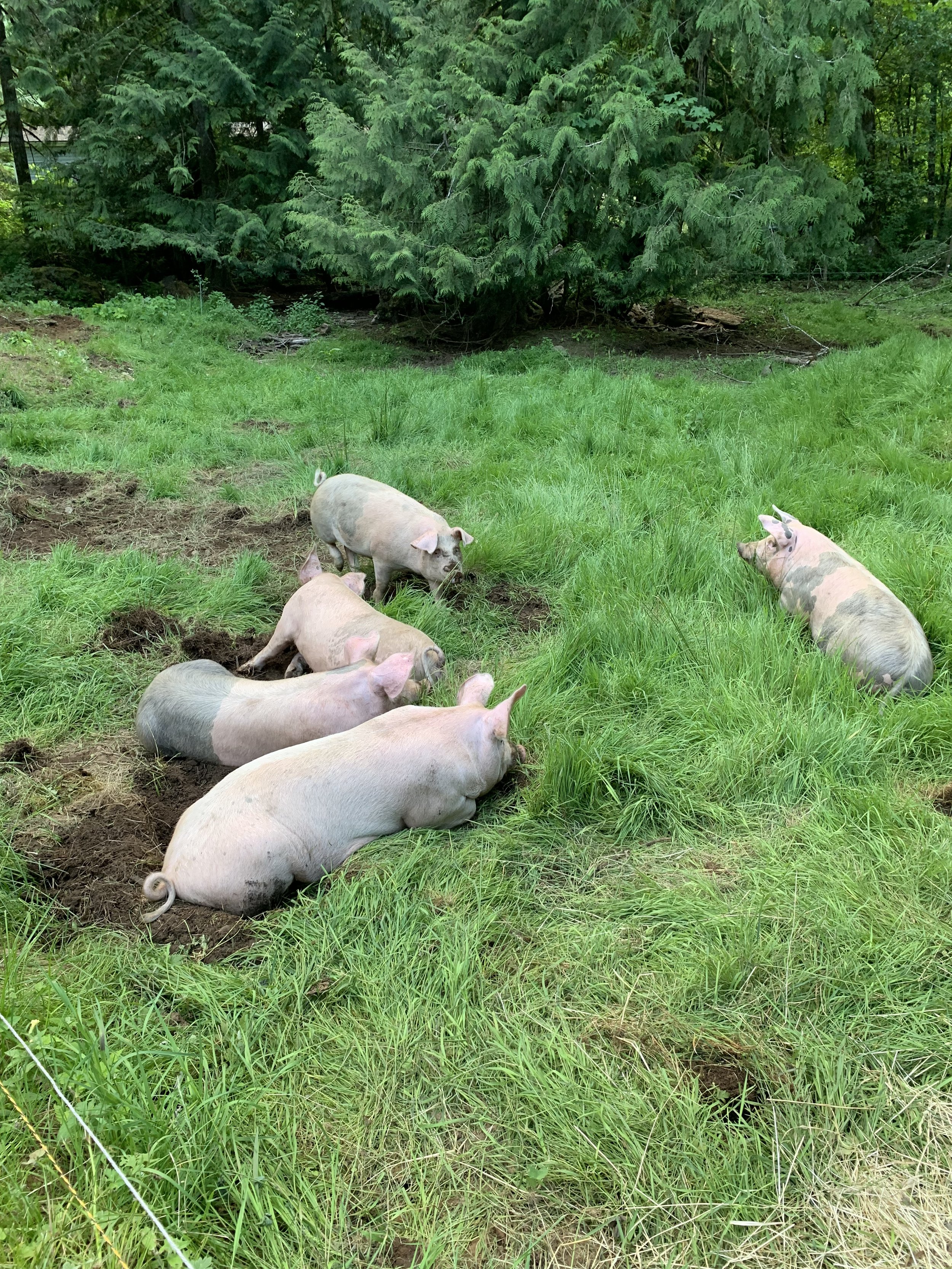 Five pigs lying and resting on a grassy field near a forested area.