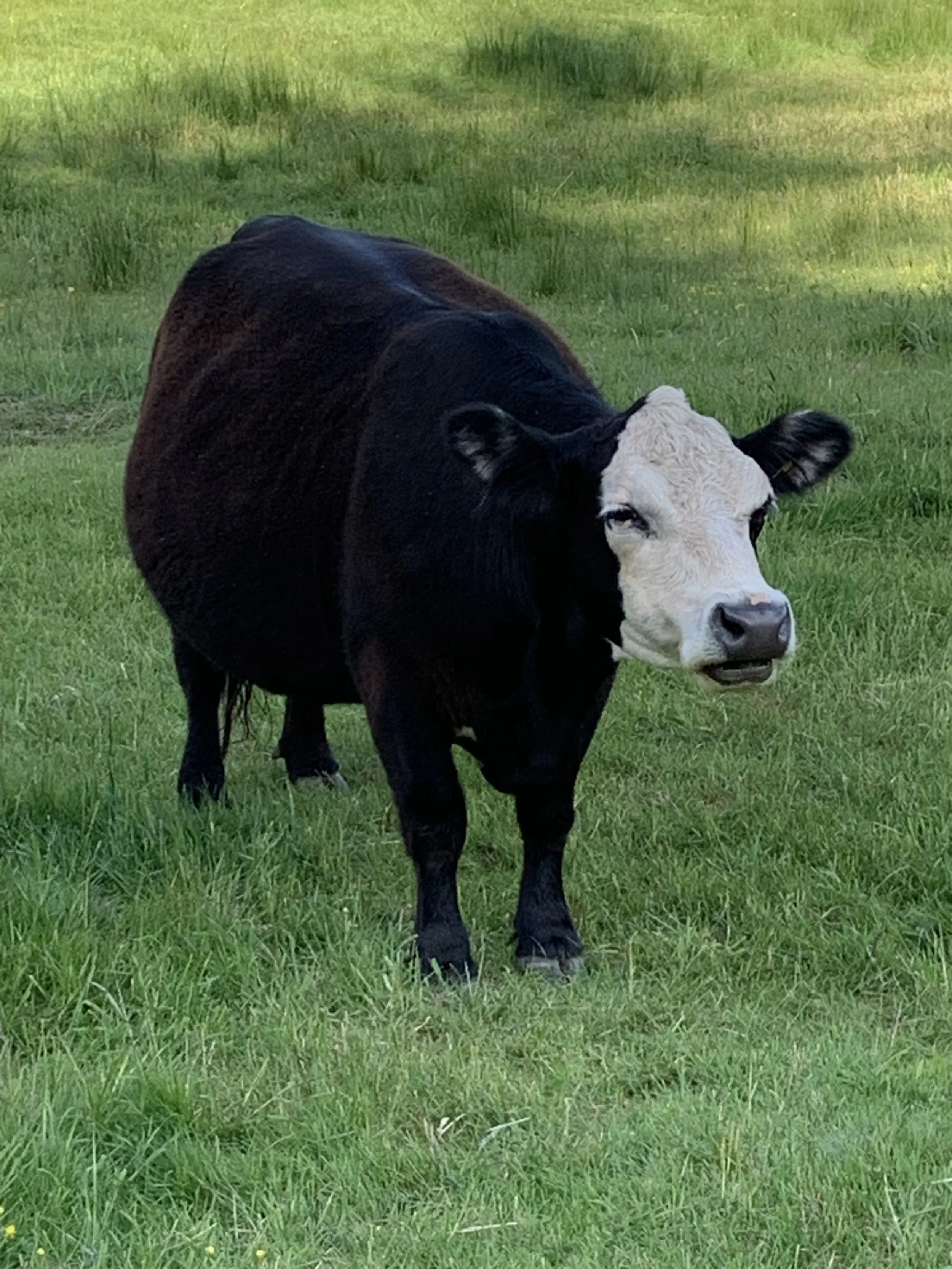 A black and white cow standing on green grass in a field.