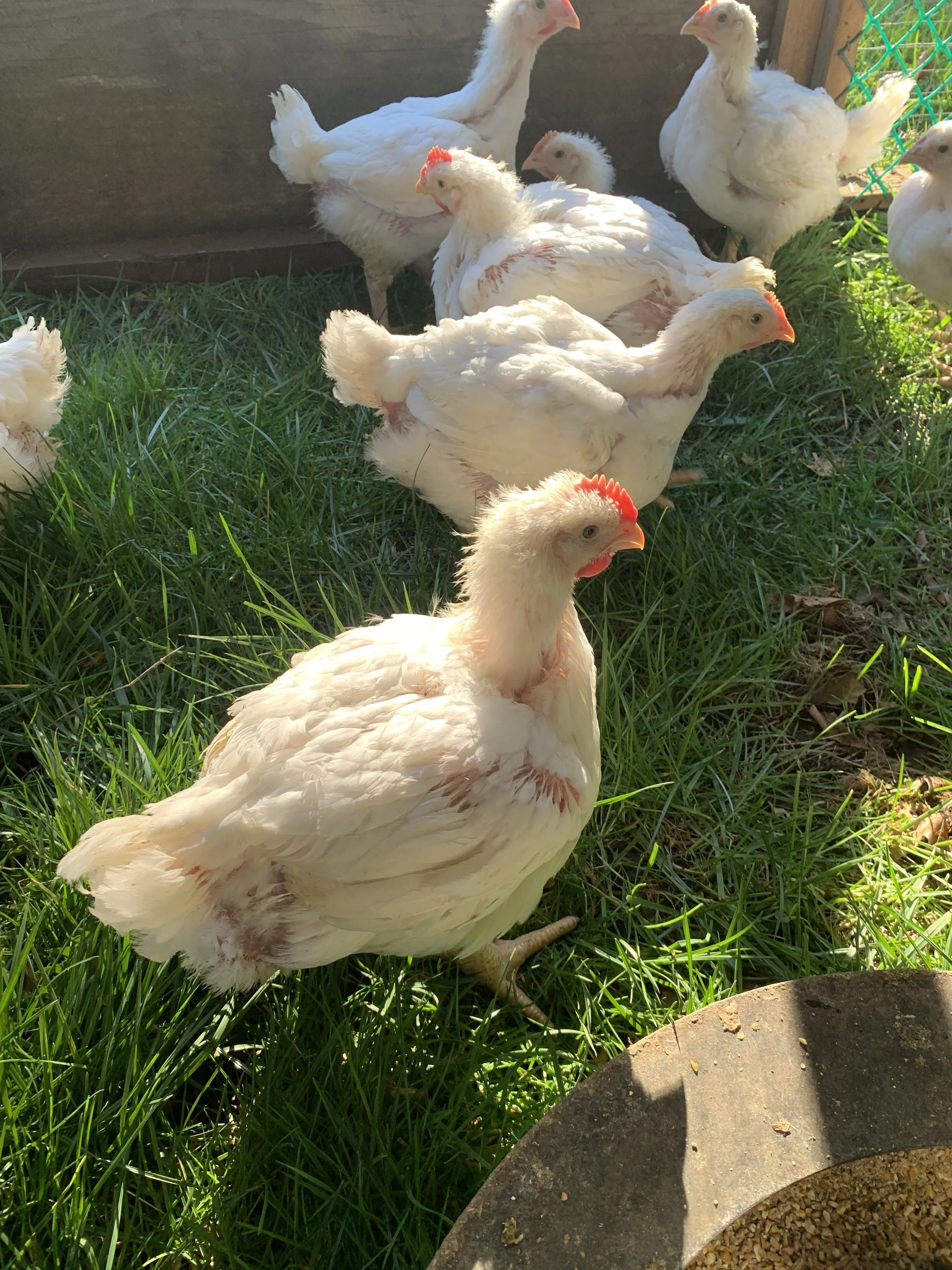 Group of white chickens standing on green grass outdoors, near a wooden fence and a green plastic netting.