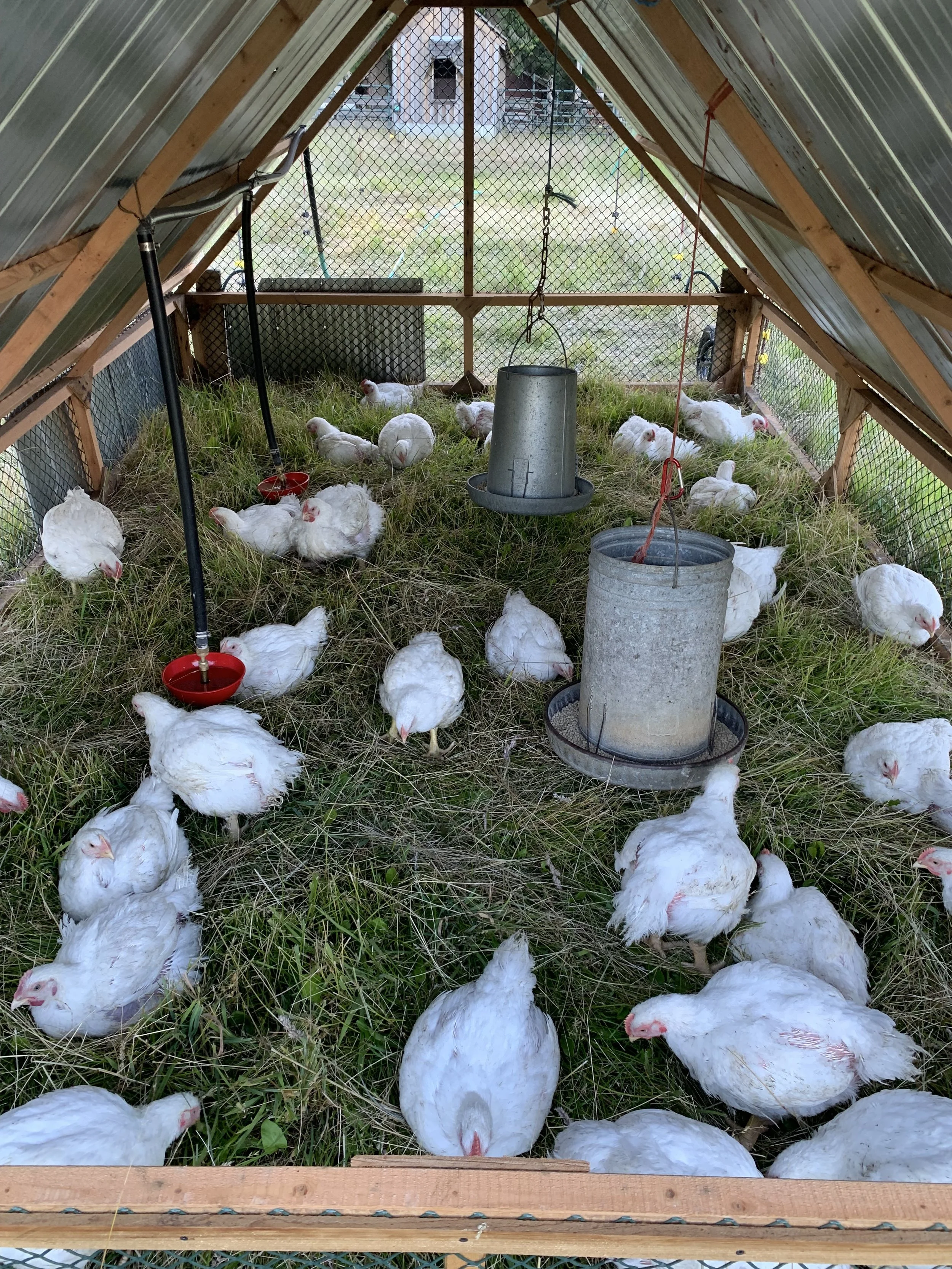 Inside a chicken coop with white chickens on grassy floor, hanging water dispensers, and feeders, enclosed with wire mesh.