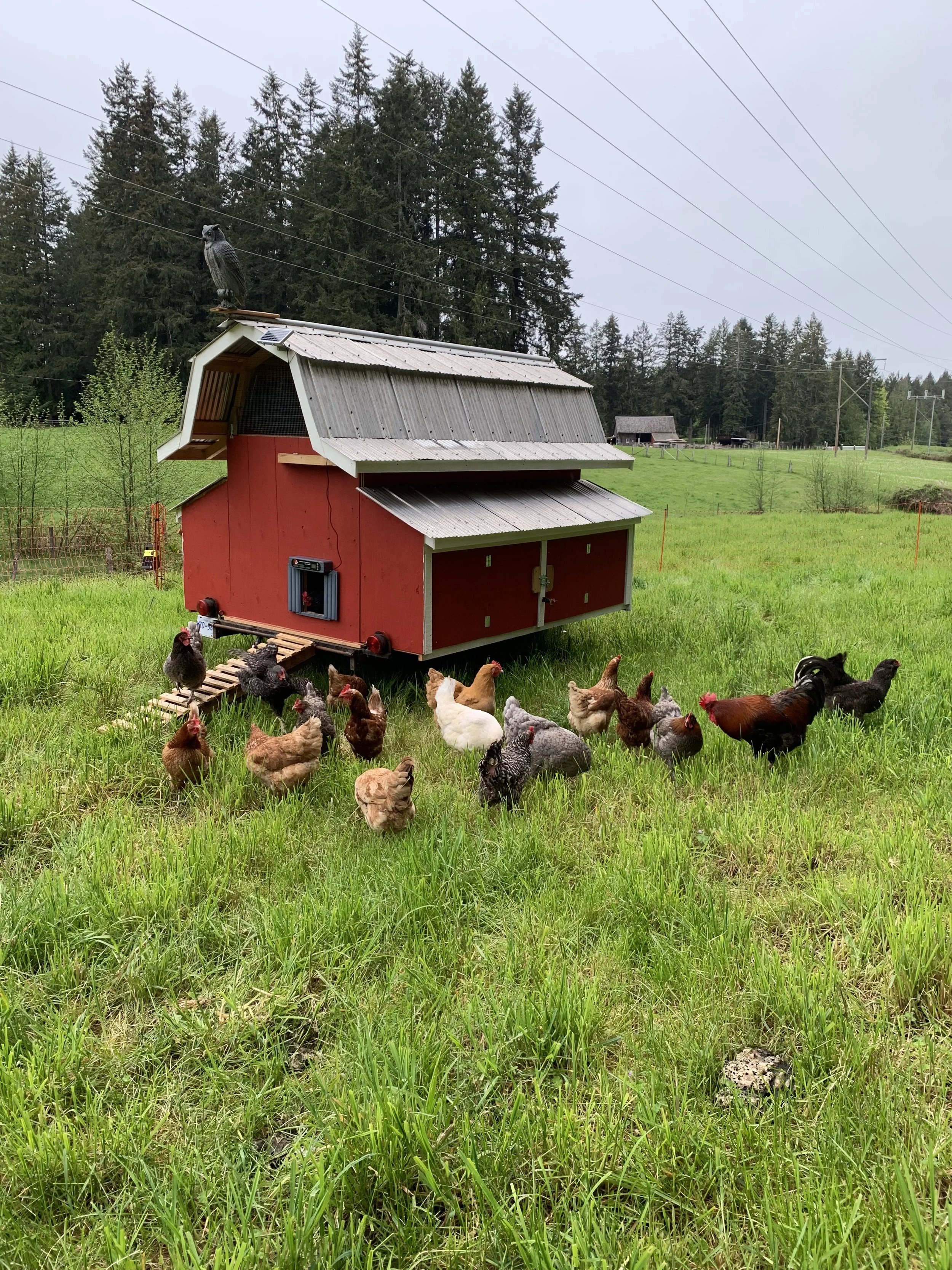 Colorful chicken coop with chickens and a rooster outside, a bird perched on top of the coop, and green grassy field with trees in the background.